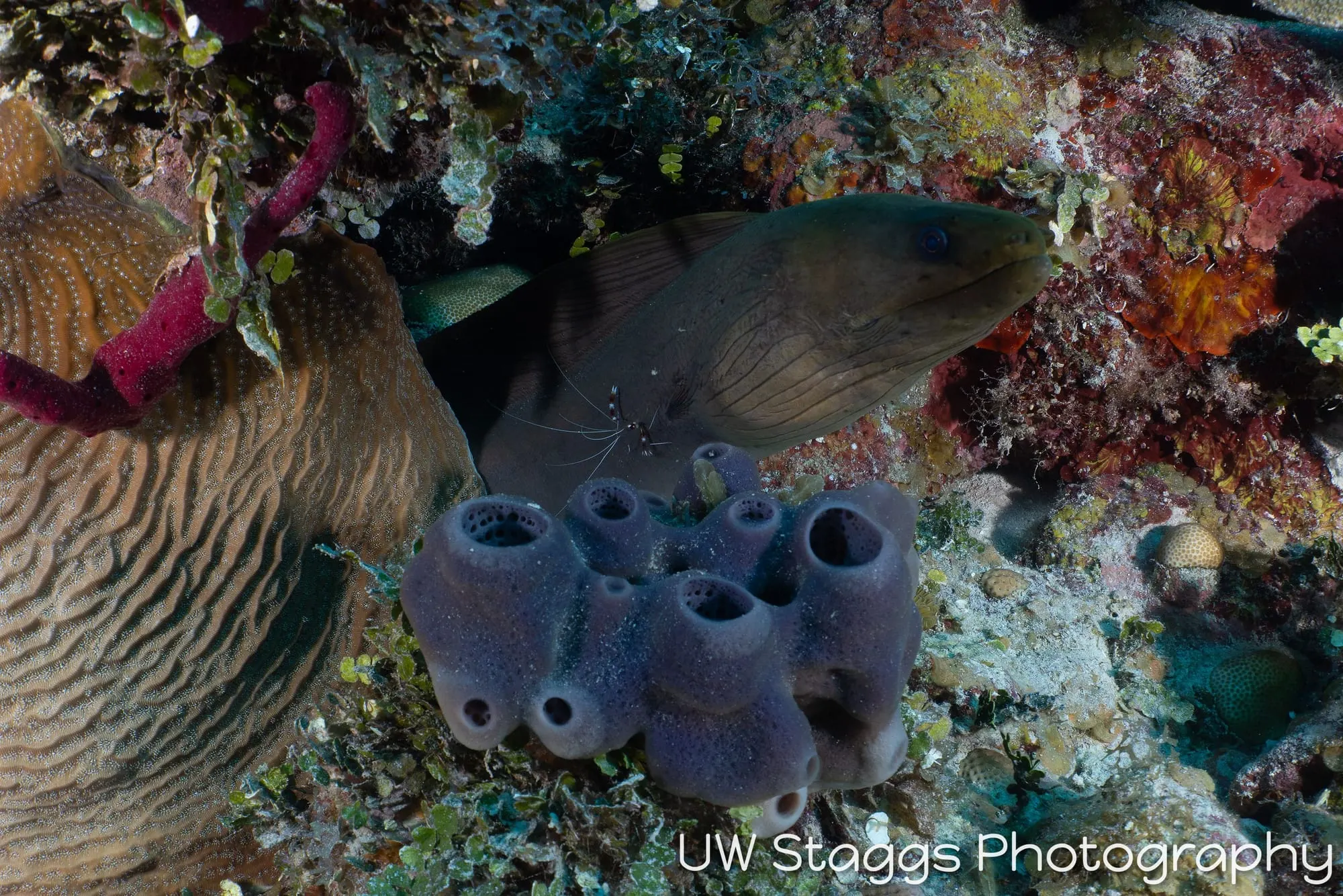 Reef Scene — Gardens of the Queen, Cuba