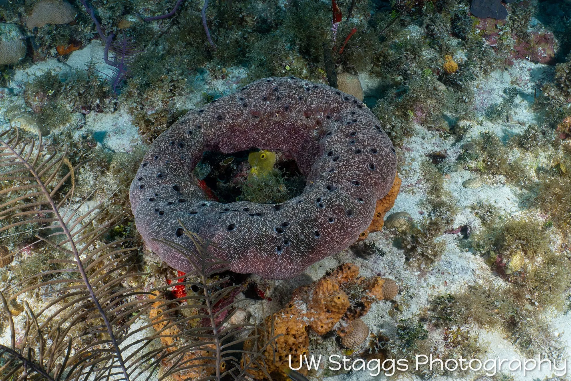 Reef Scene — Gardens of the Queen, Cuba