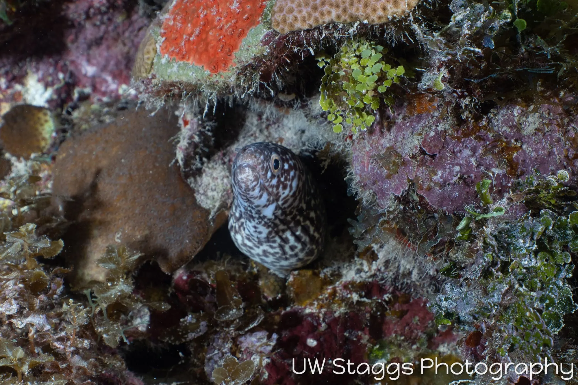 Reef Scene — Gardens of the Queen, Cuba