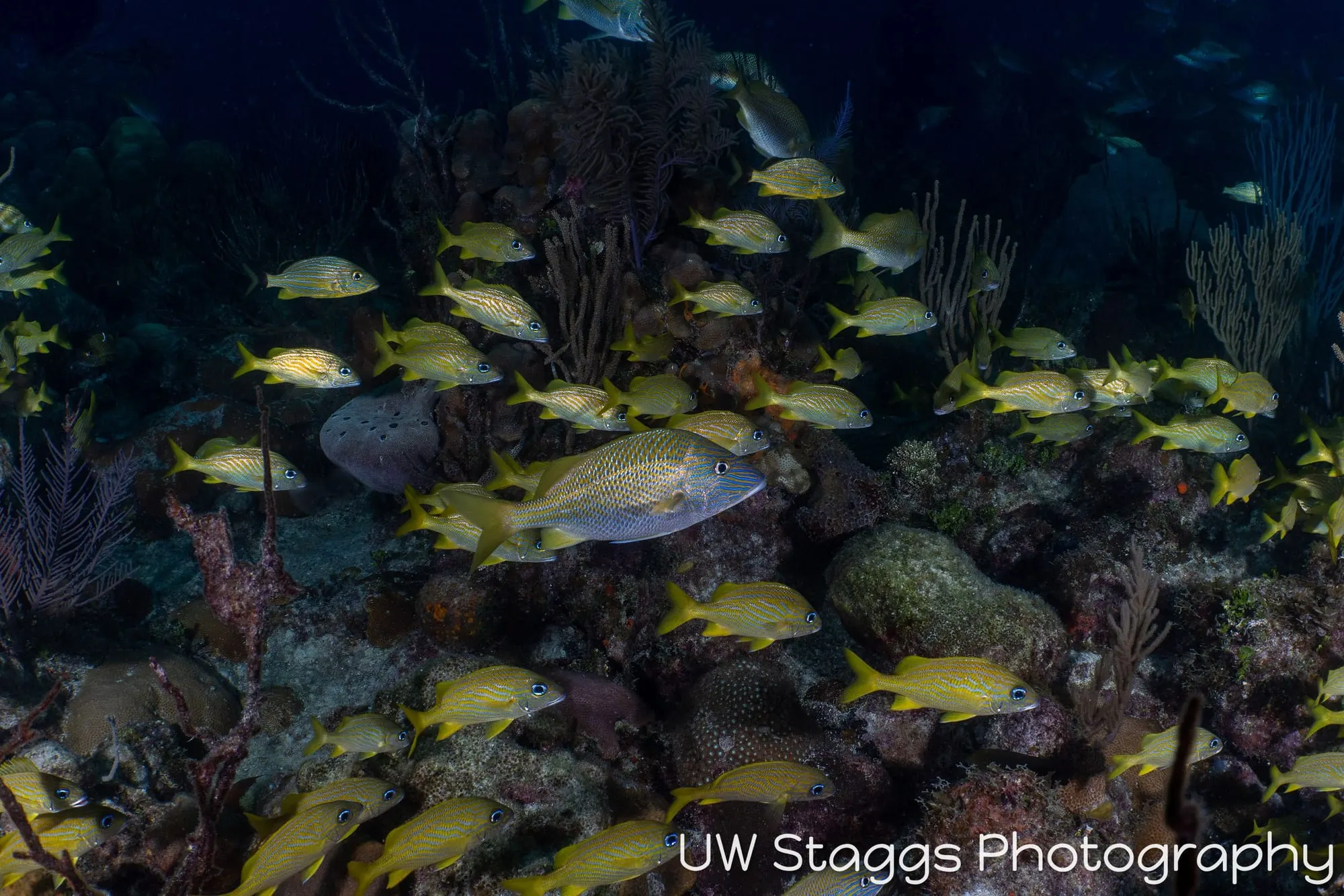 Reef Scene — Gardens of the Queen, Cuba