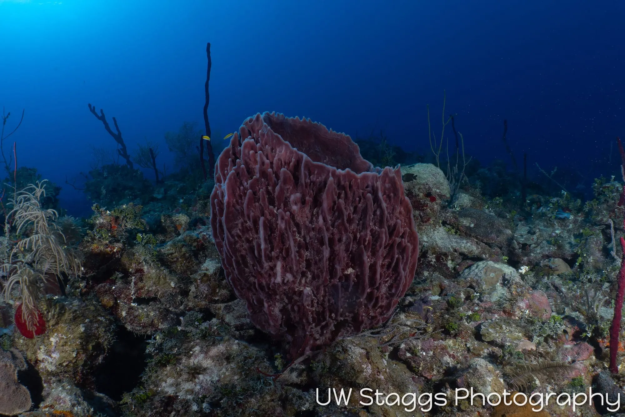 Reef Scene — Gardens of the Queen, Cuba