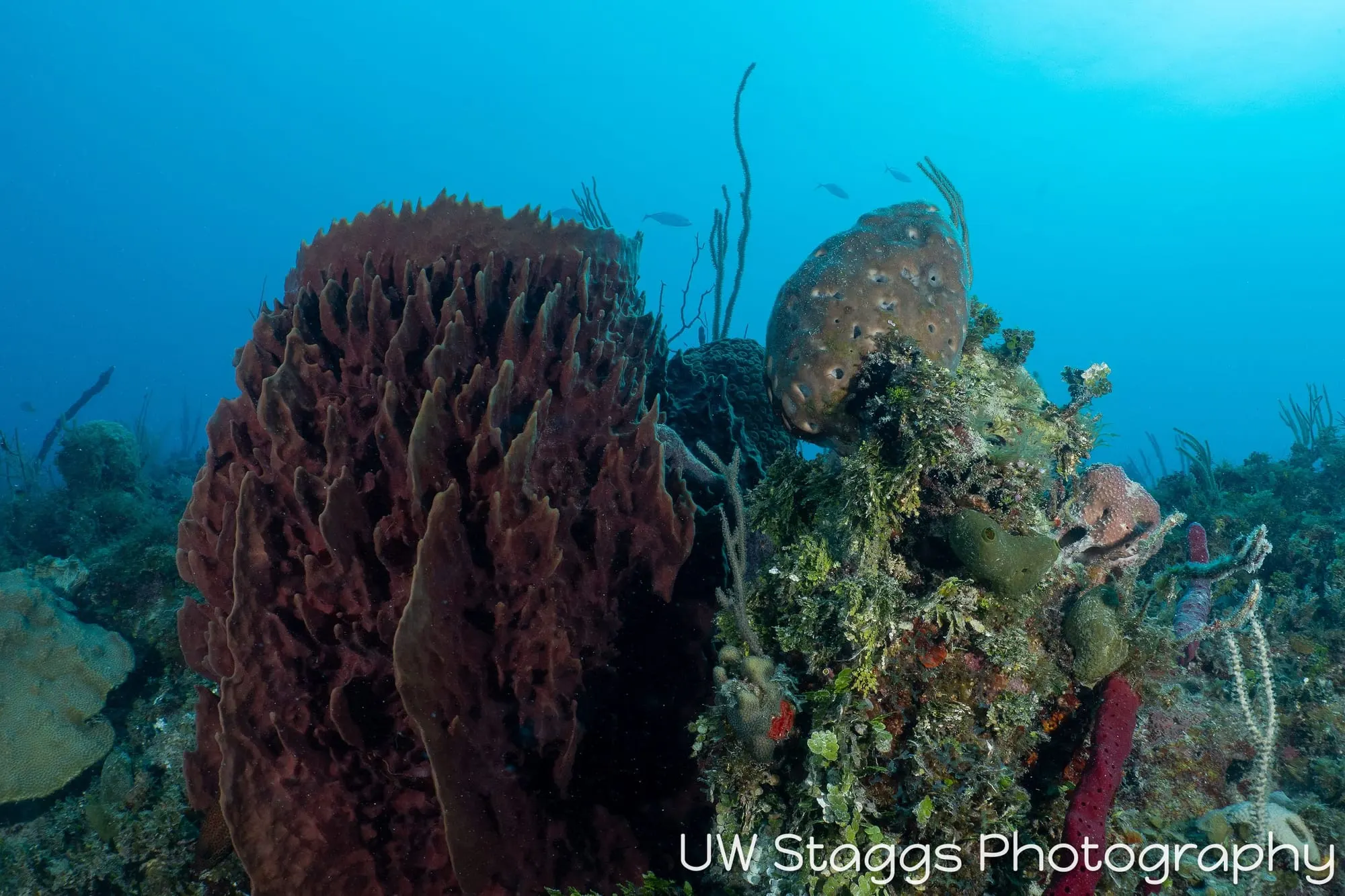 Reef Scene — Gardens of the Queen, Cuba