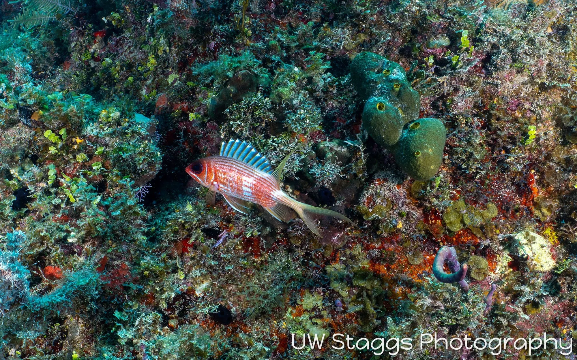 Reef Scene — Gardens of the Queen, Cuba
