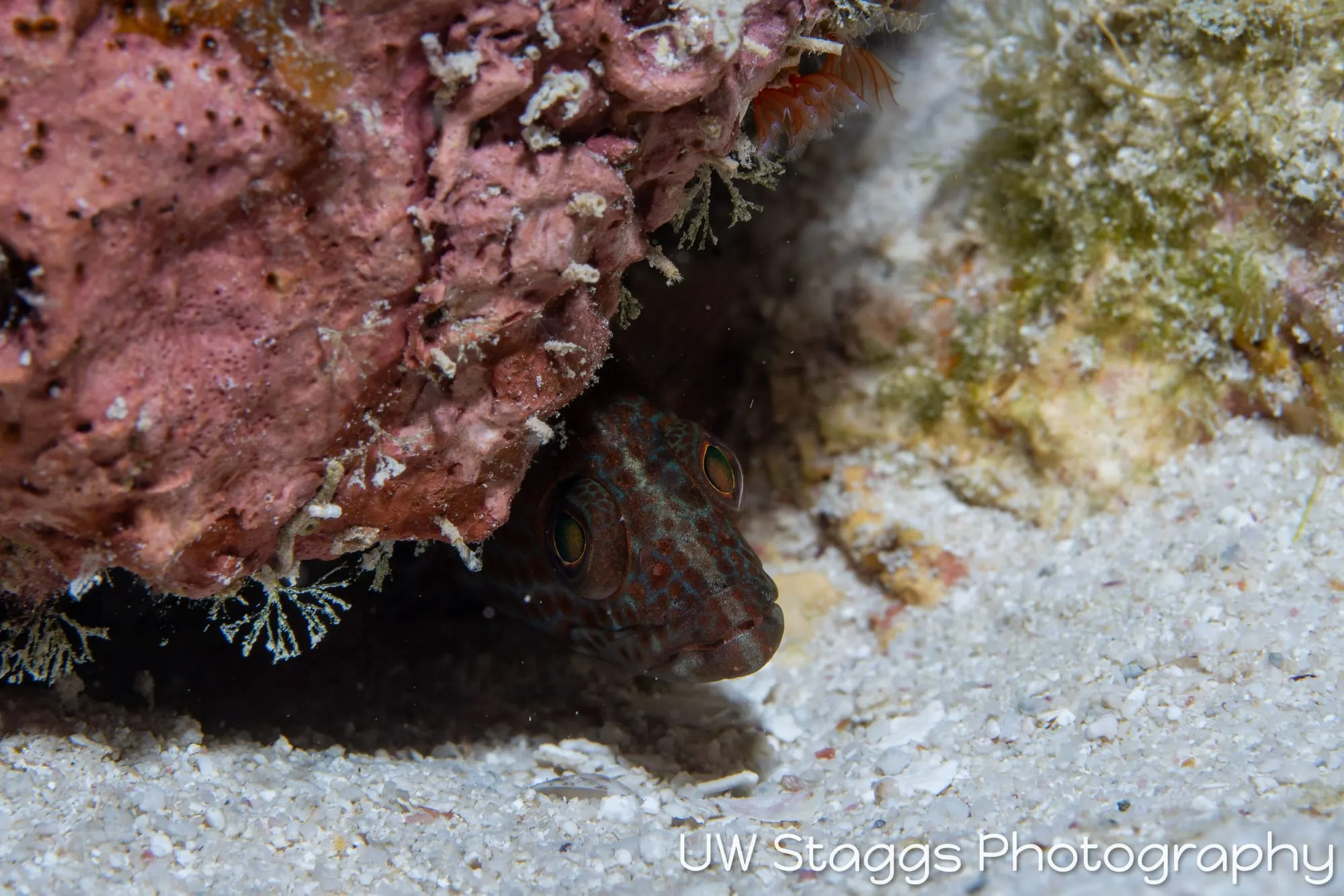 Reef Scene — Gardens of the Queen, Cuba