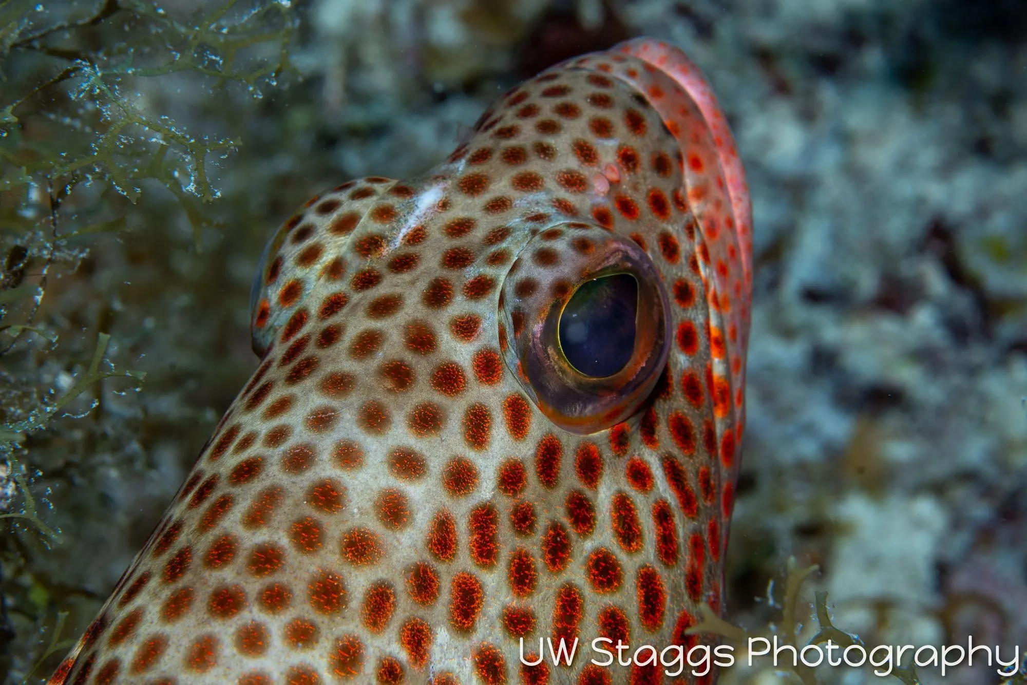 Reef Scene — Gardens of the Queen, Cuba