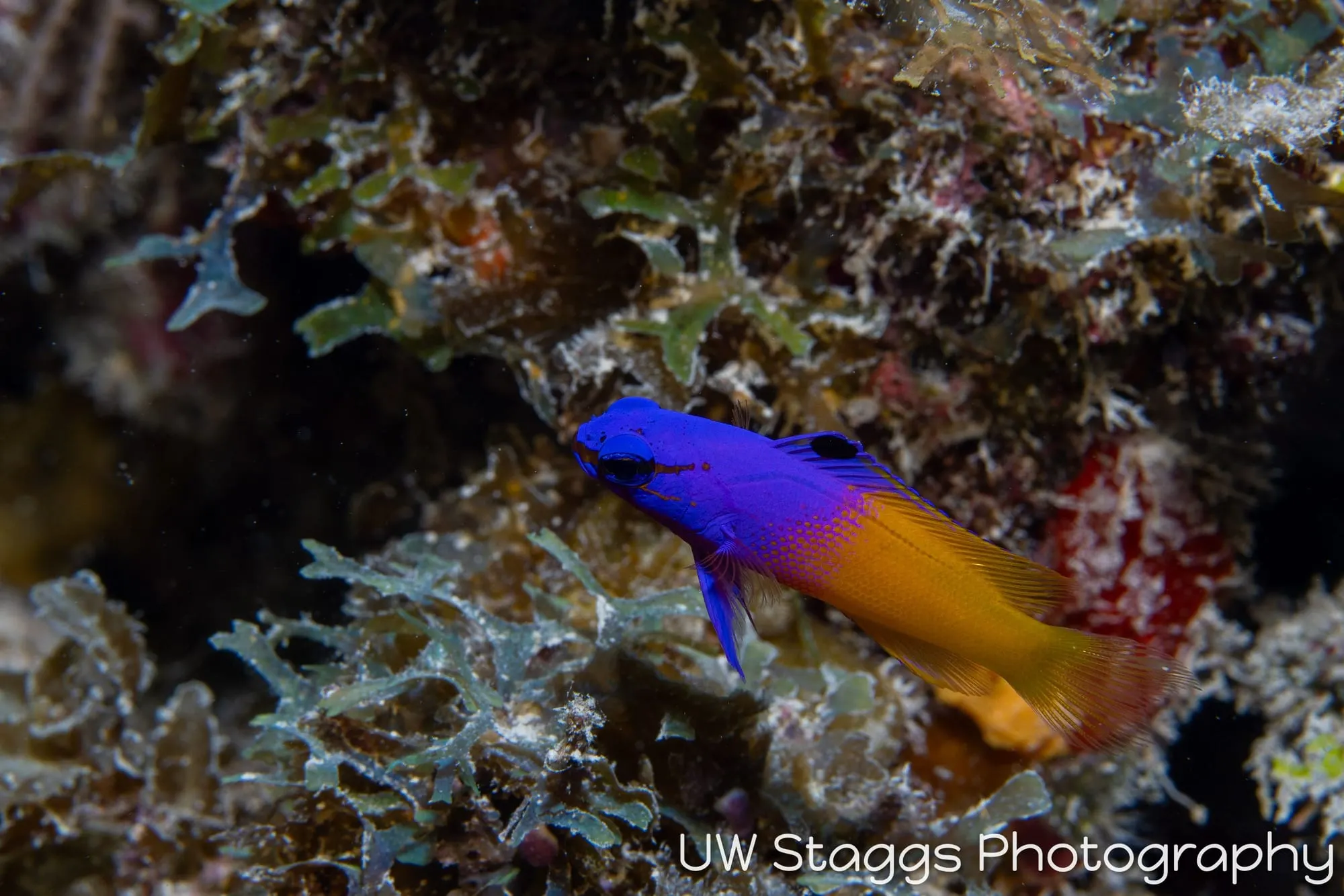 Reef Scene — Gardens of the Queen, Cuba