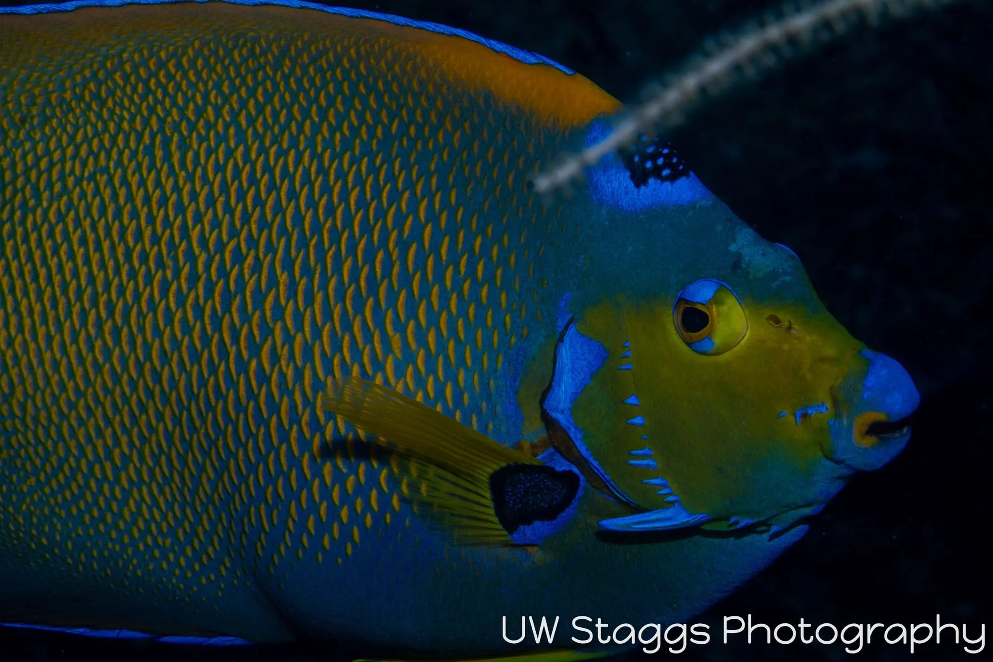 Reef Scene — Gardens of the Queen, Cuba