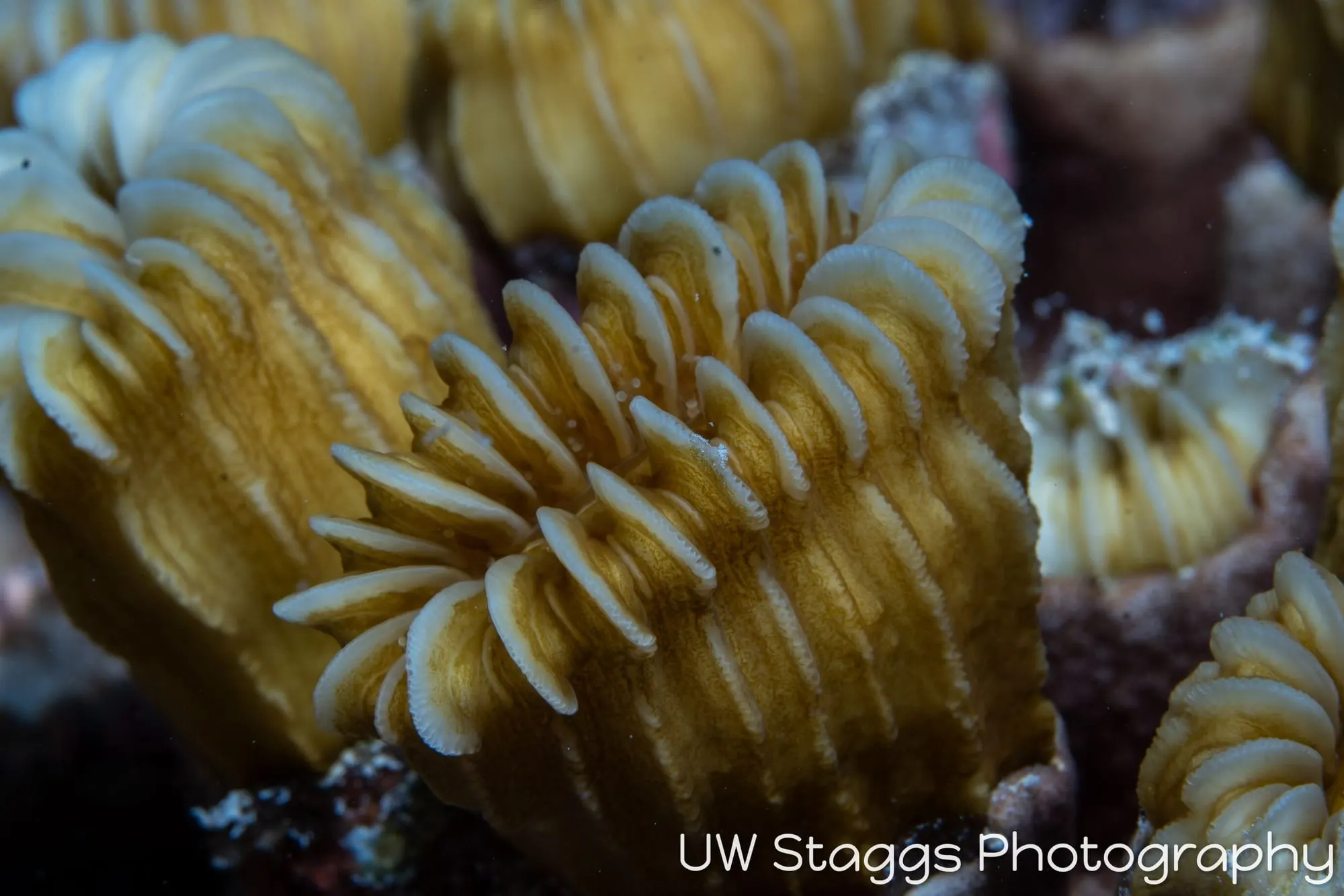 Reef Scene — Gardens of the Queen, Cuba