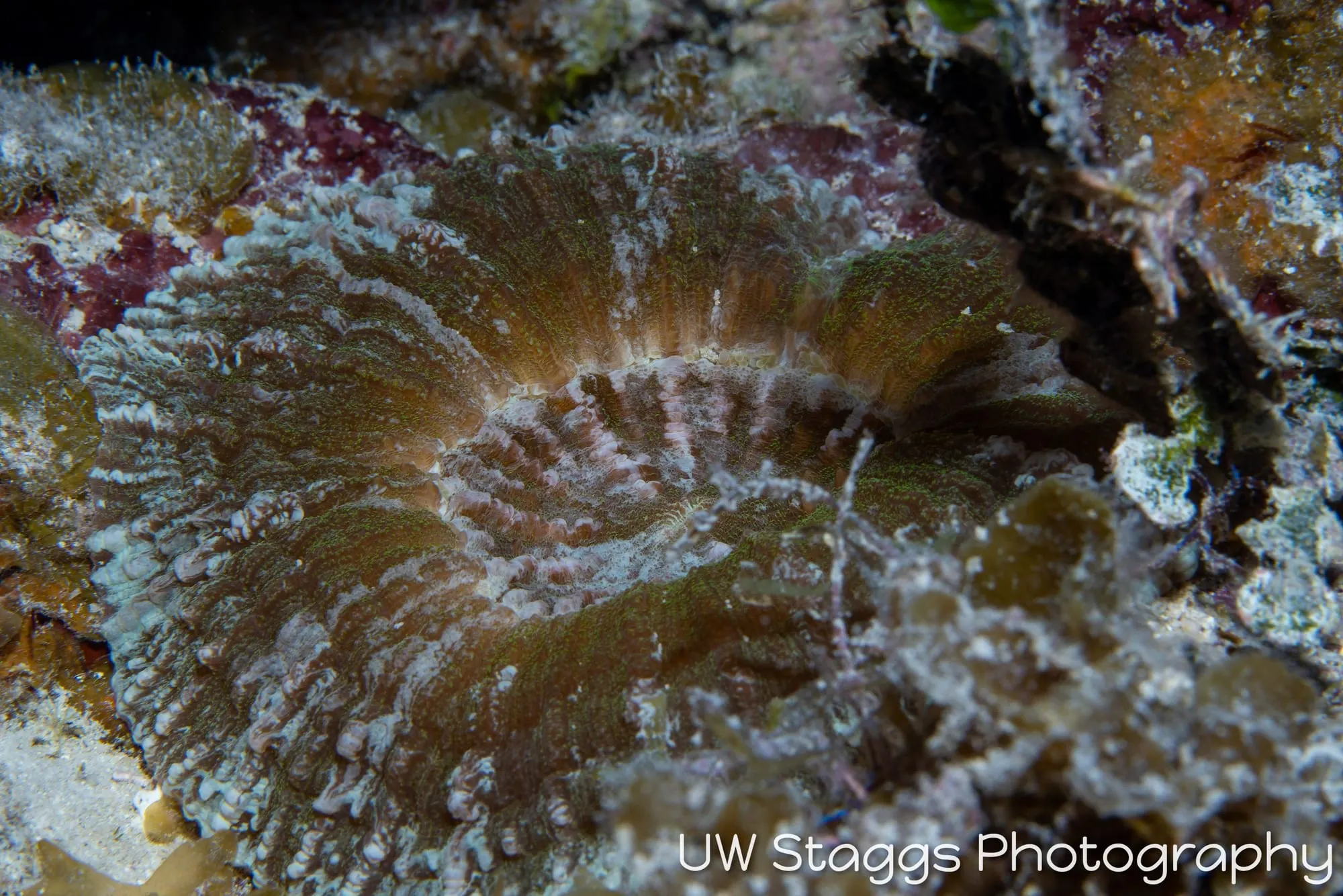 Reef Scene — Gardens of the Queen, Cuba