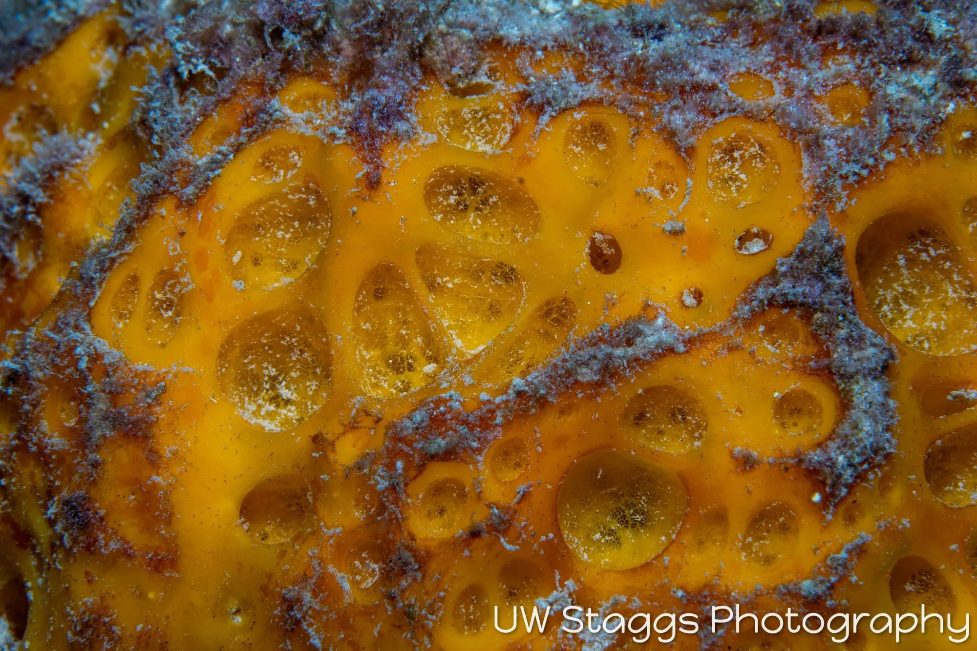 Reef Scene — Gardens of the Queen, Cuba
