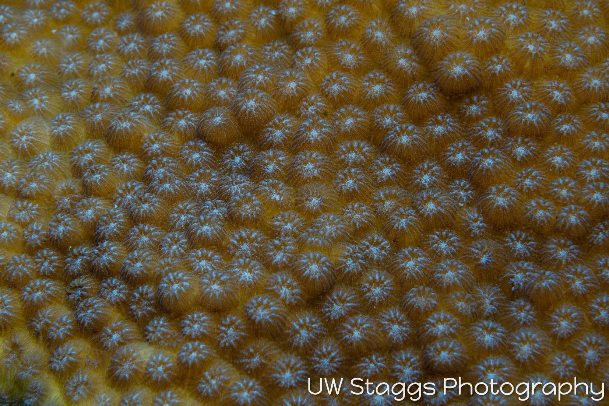Reef Scene — Gardens of the Queen, Cuba