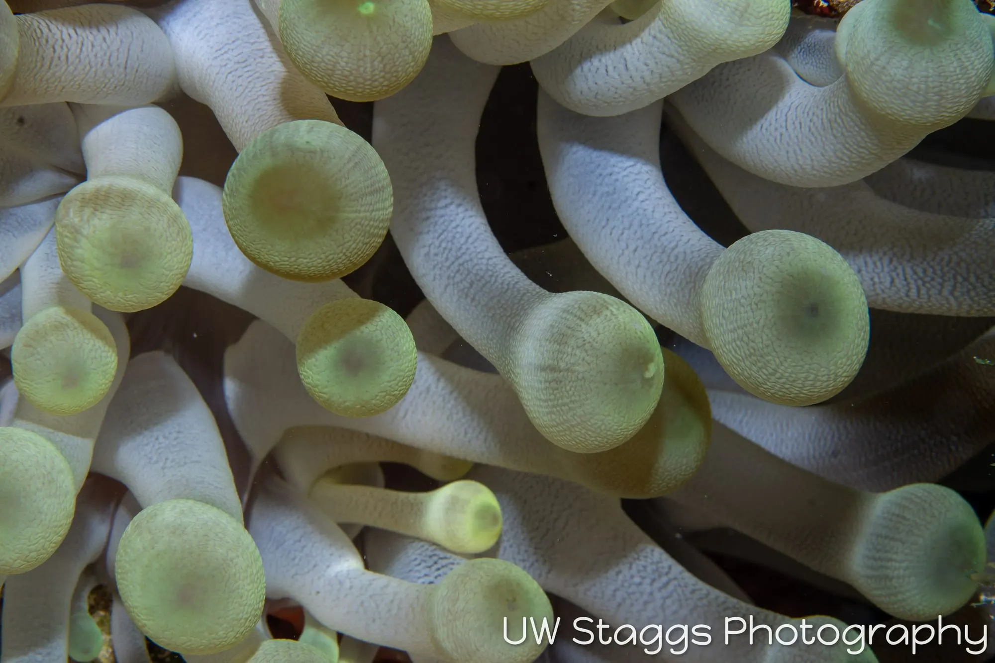 Reef Scene — Gardens of the Queen, Cuba