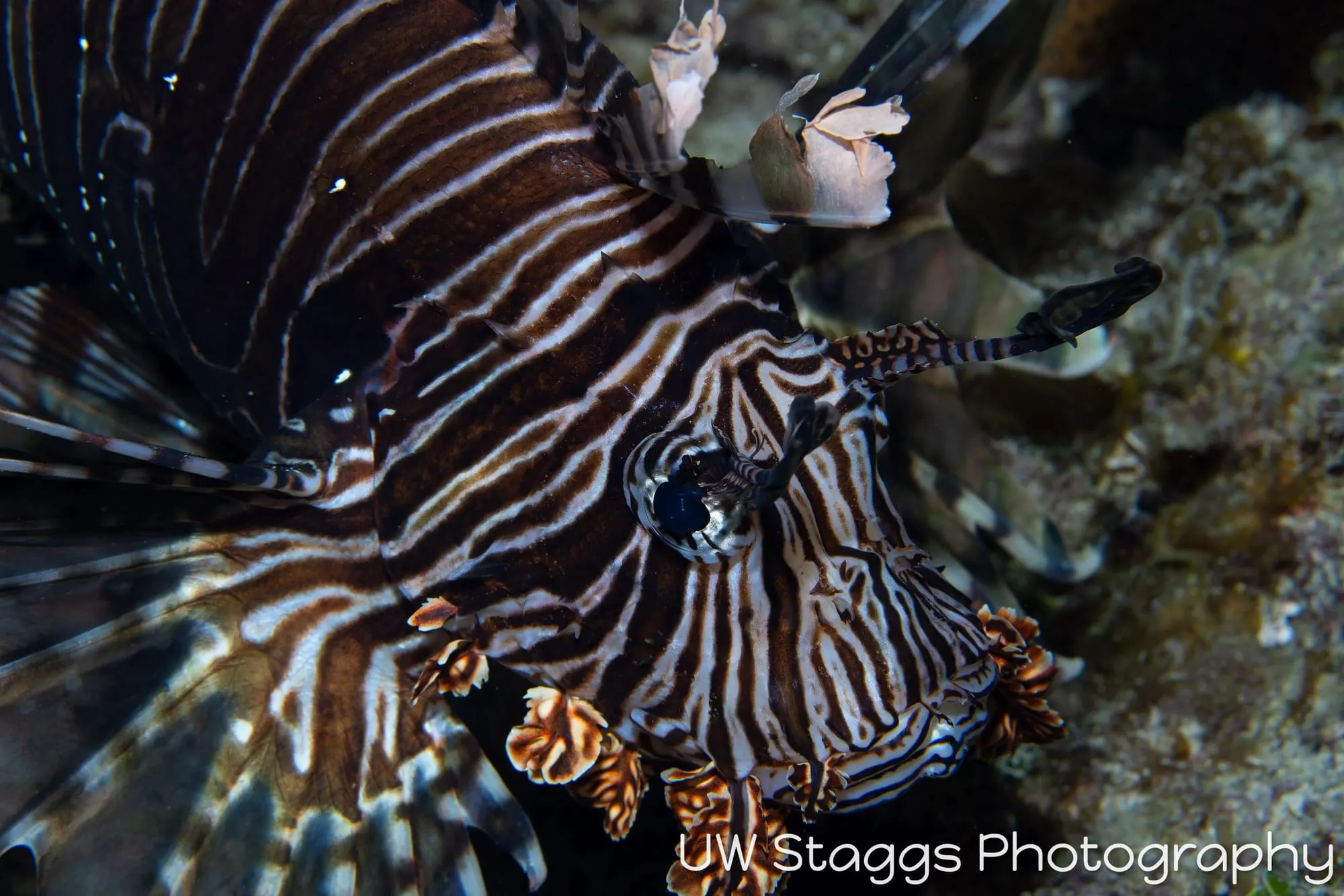 Reef Scene — Gardens of the Queen, Cuba