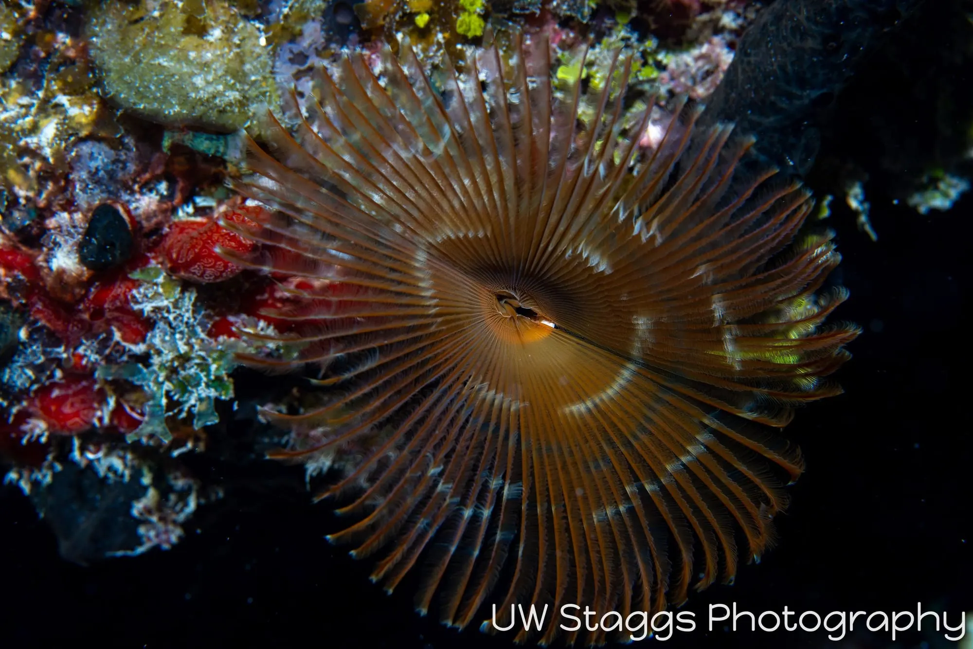 Reef Scene — Gardens of the Queen, Cuba