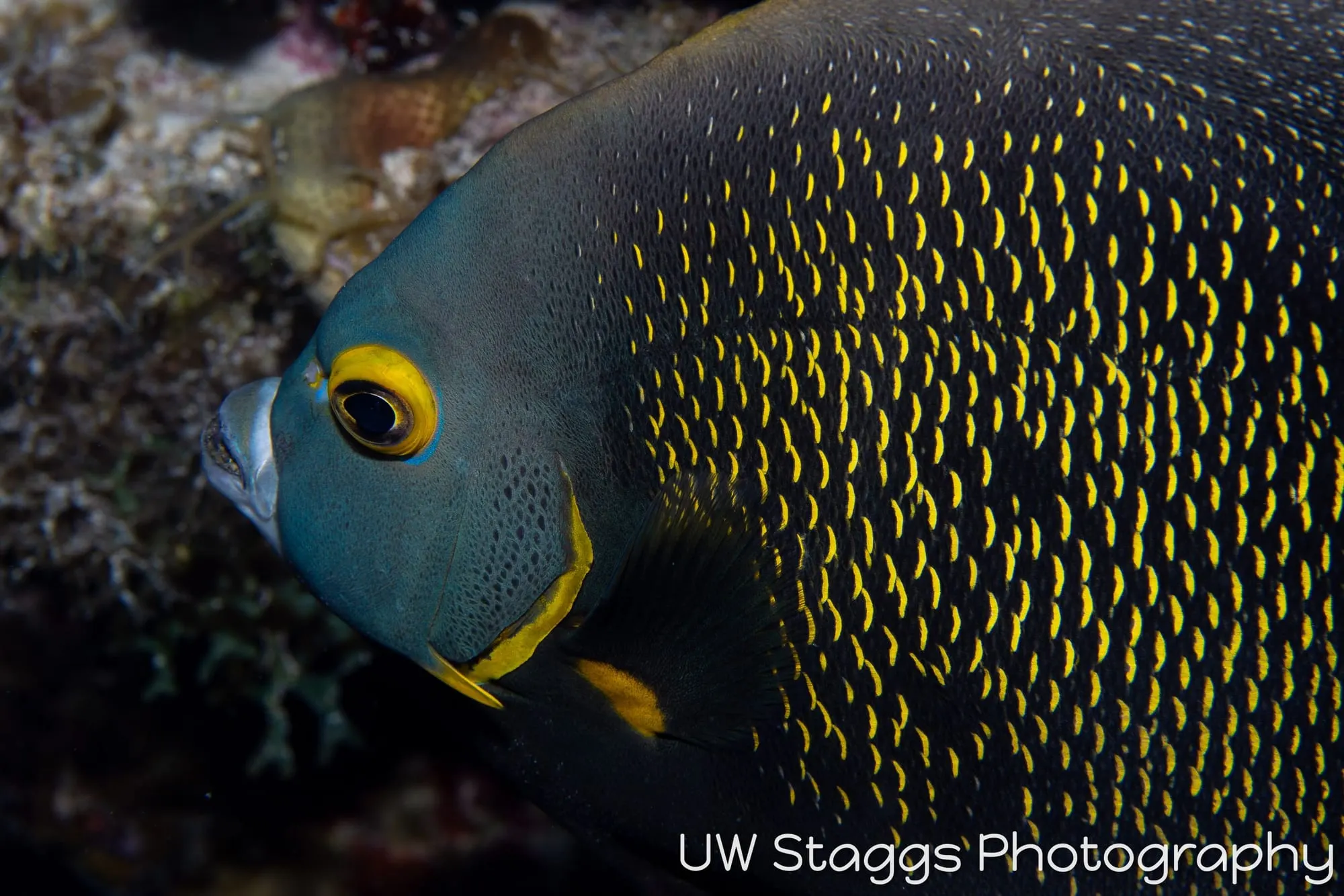 Reef Scene — Gardens of the Queen, Cuba