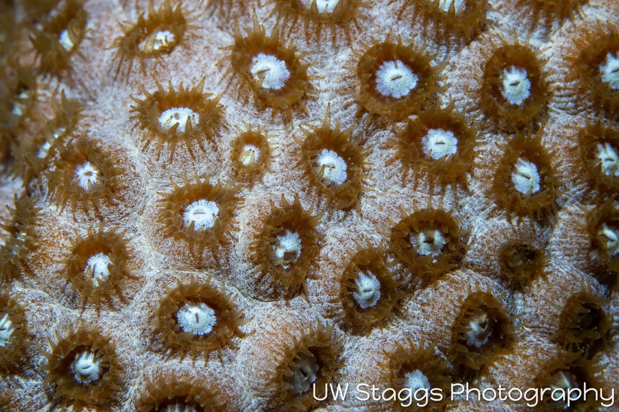 Reef Scene — Gardens of the Queen, Cuba