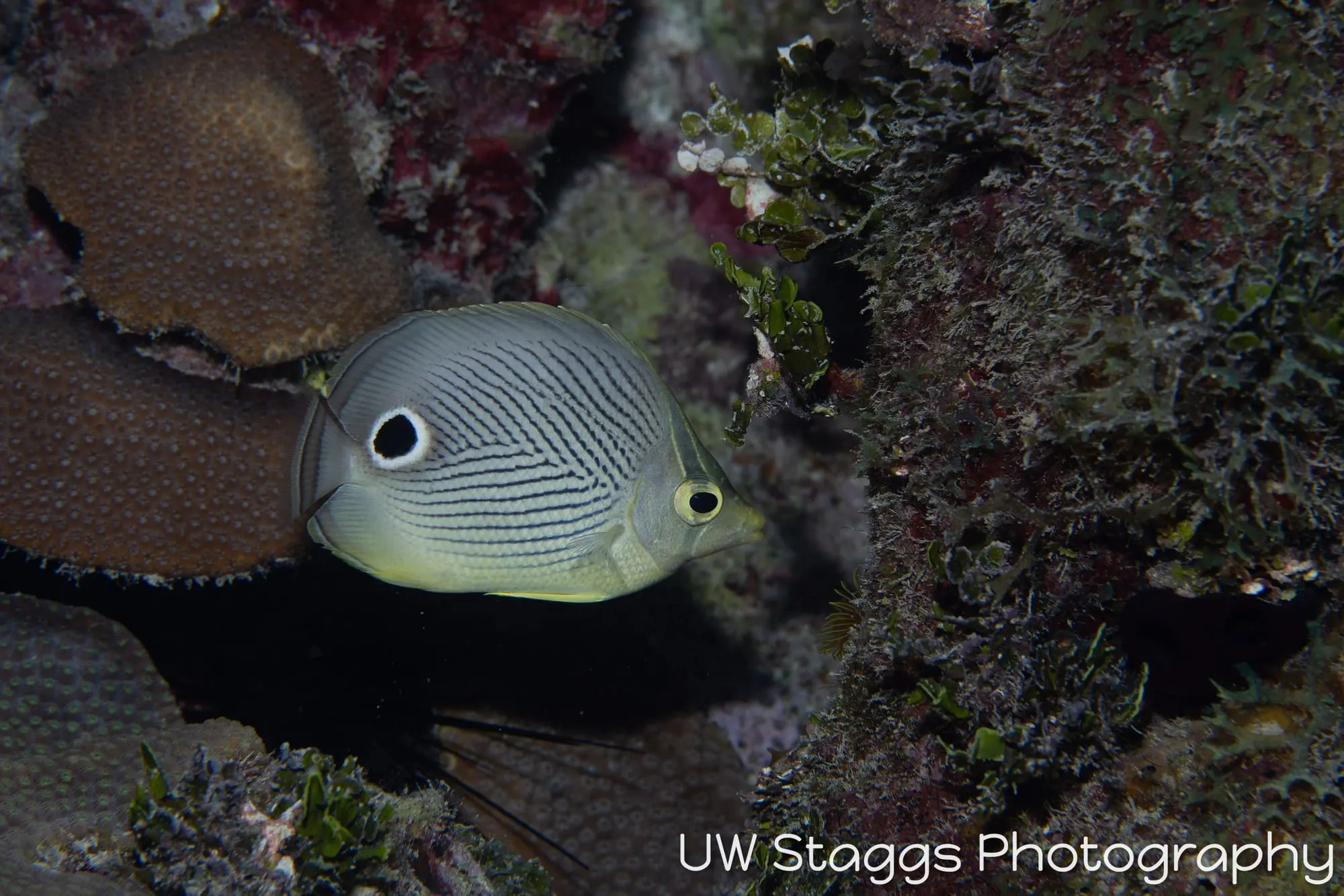 Reef Scene — Gardens of the Queen, Cuba