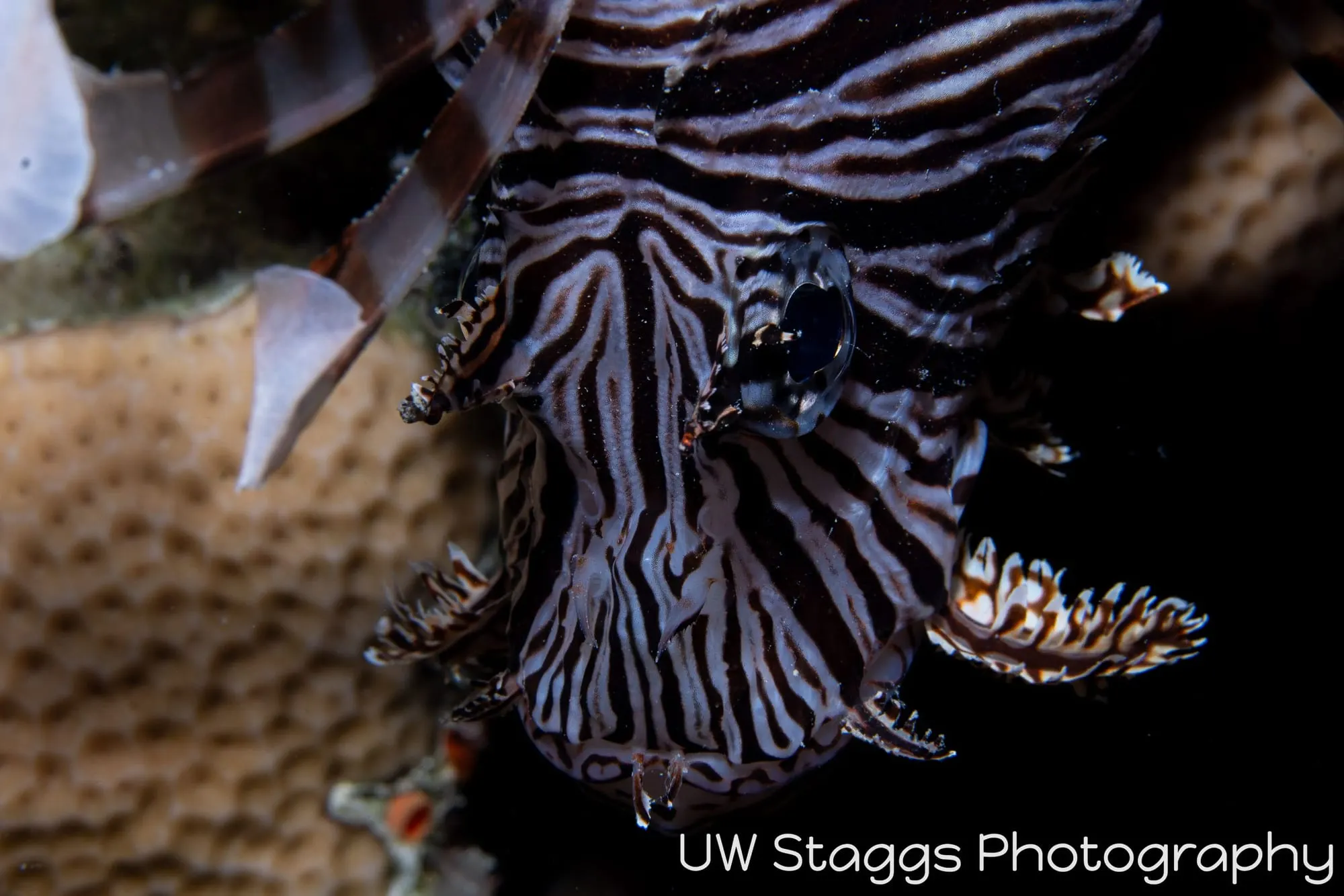 Reef Scene — Gardens of the Queen, Cuba