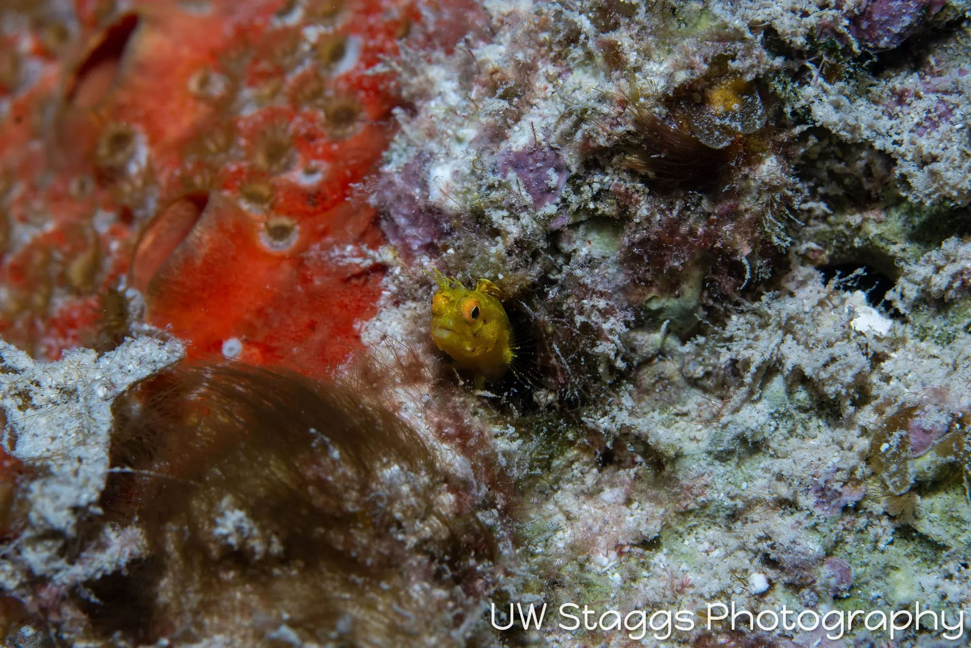 Reef Scene — Gardens of the Queen, Cuba