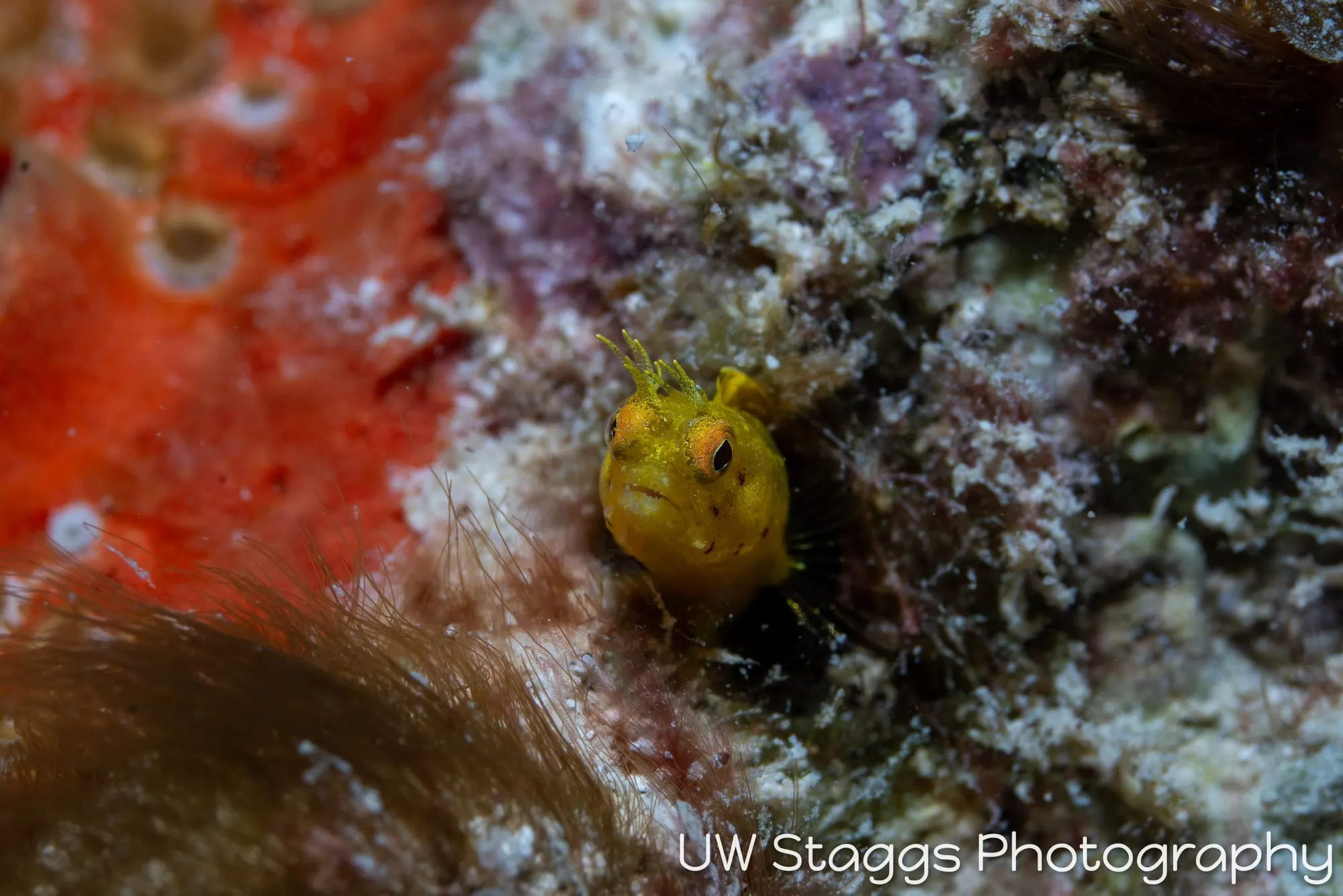 Reef Scene — Gardens of the Queen, Cuba