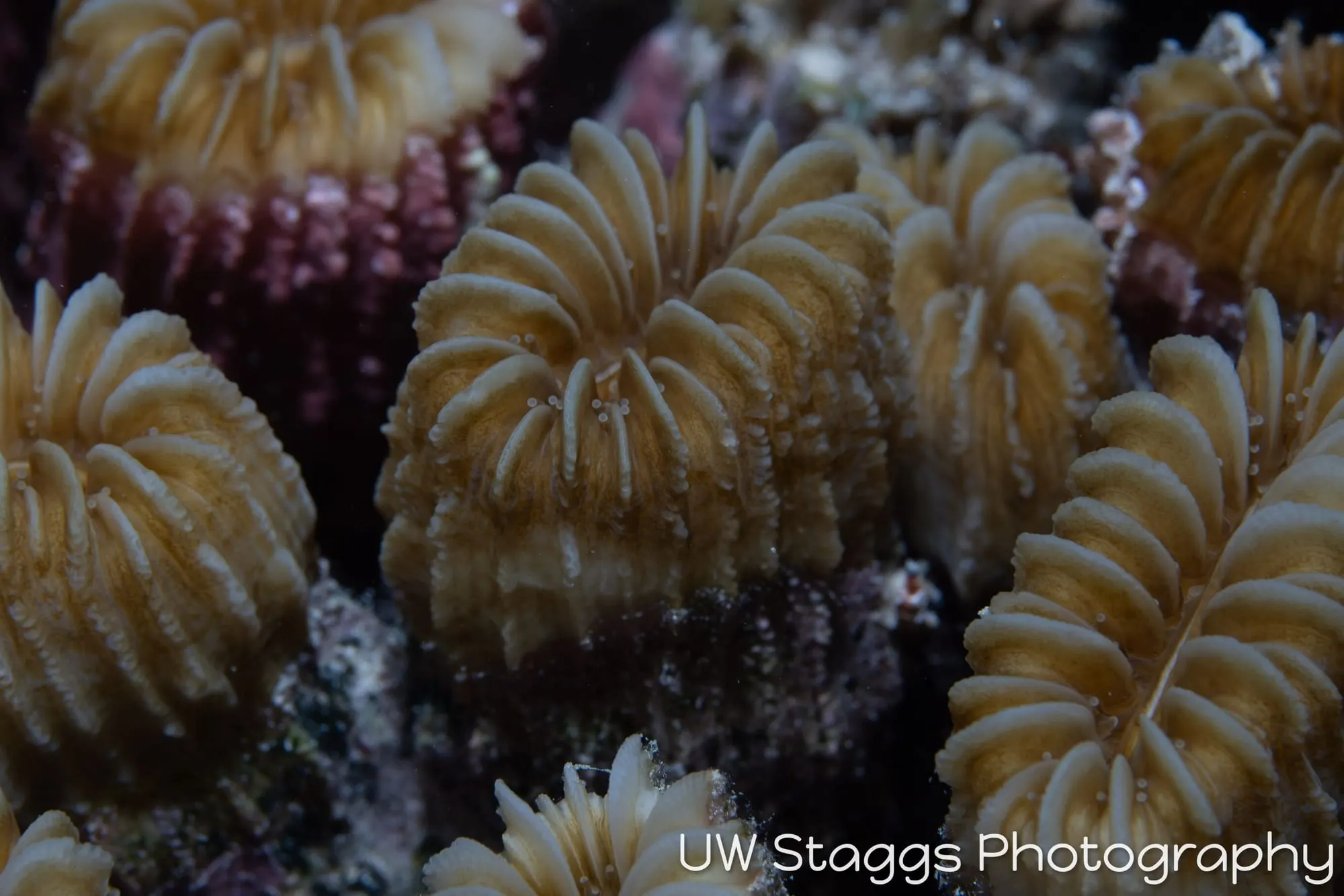 Reef Scene — Gardens of the Queen, Cuba