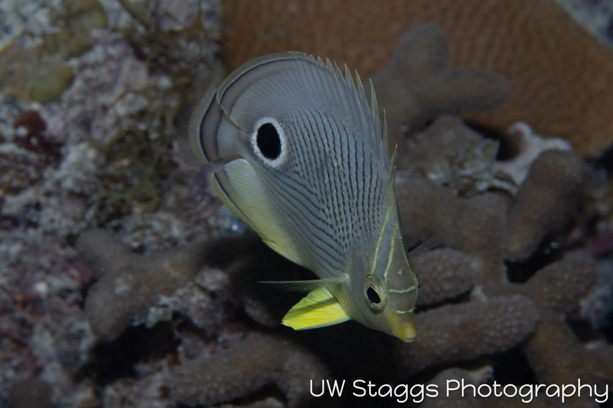 Reef Scene — Gardens of the Queen, Cuba