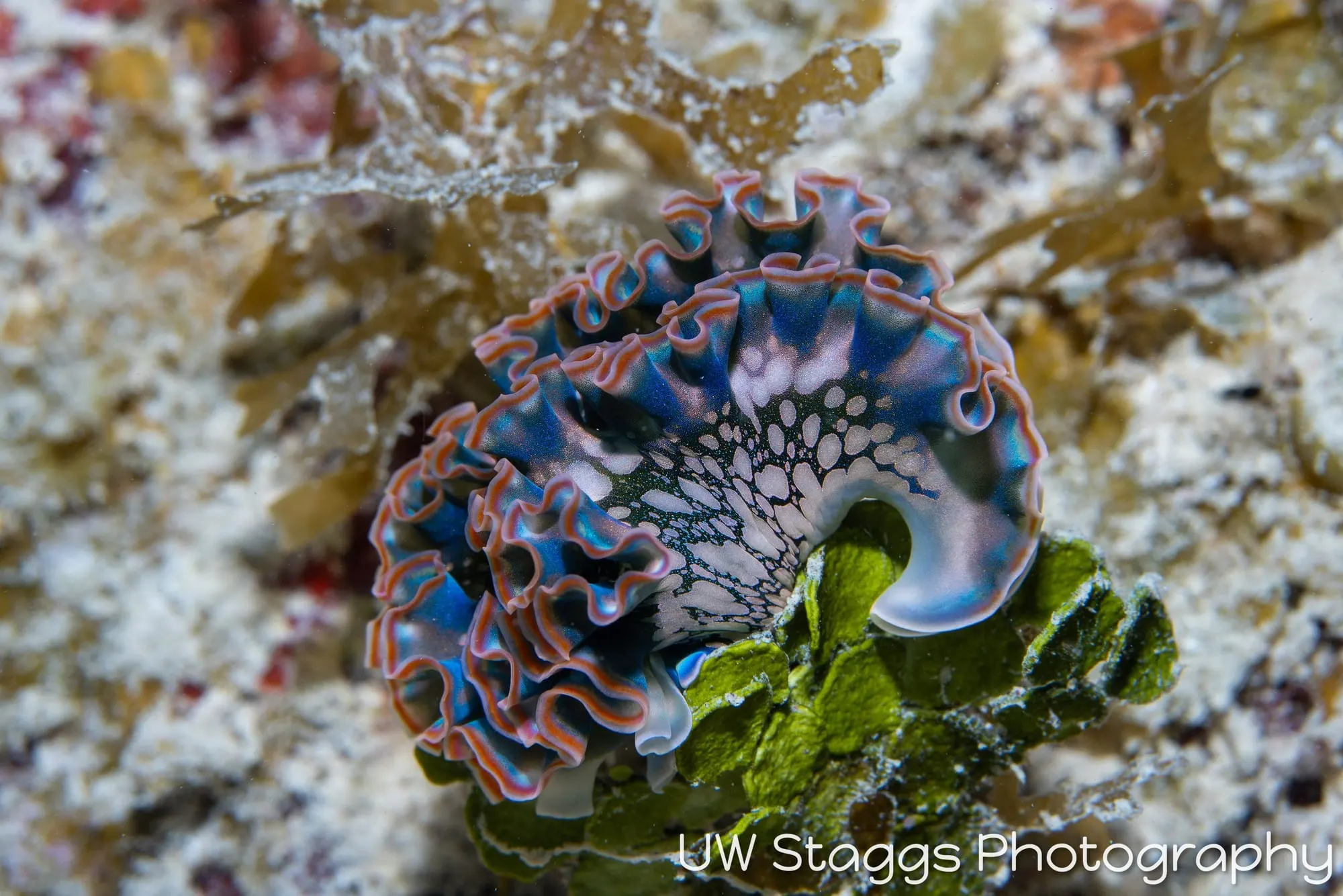 Reef Scene — Gardens of the Queen, Cuba