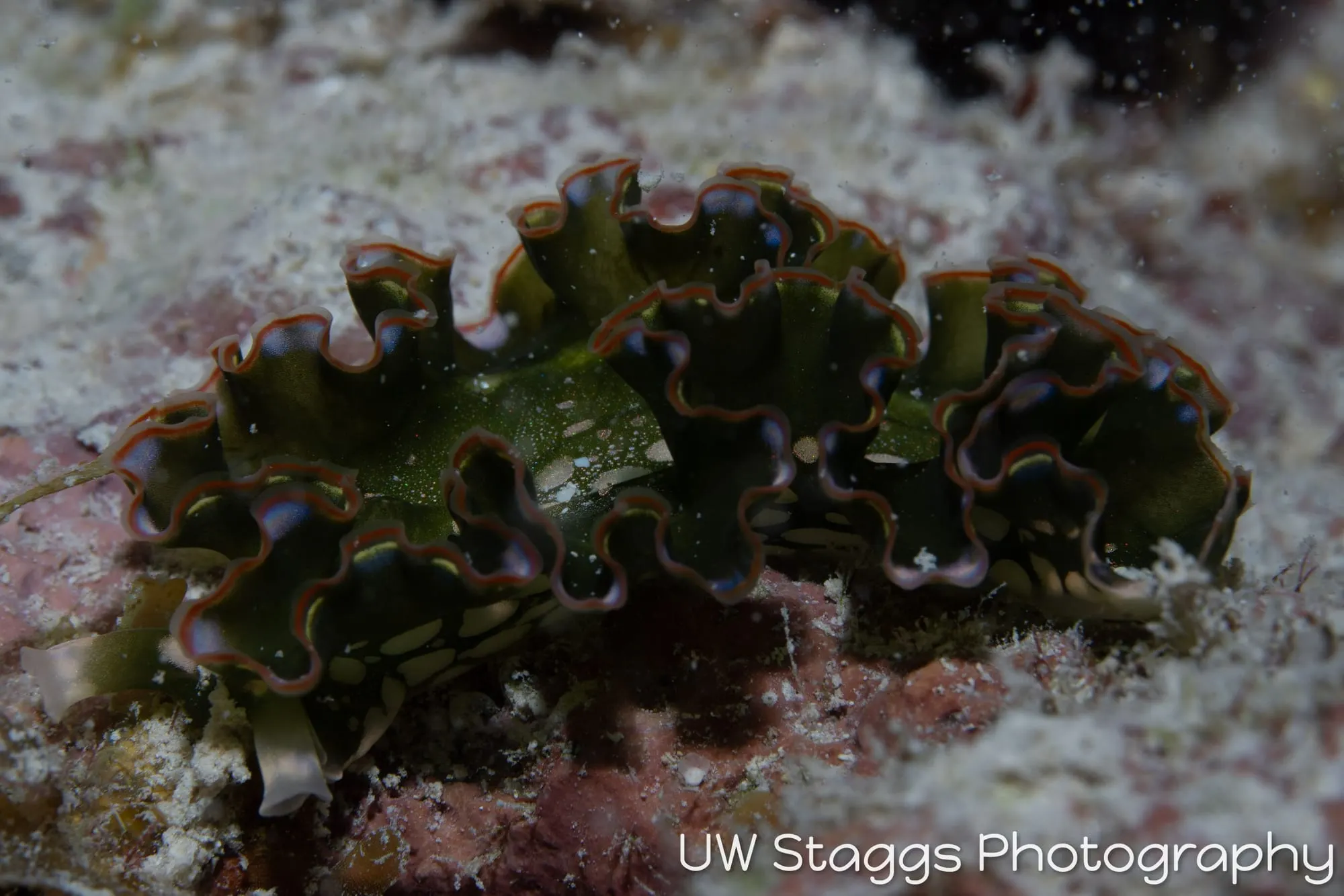 Reef Scene — Gardens of the Queen, Cuba