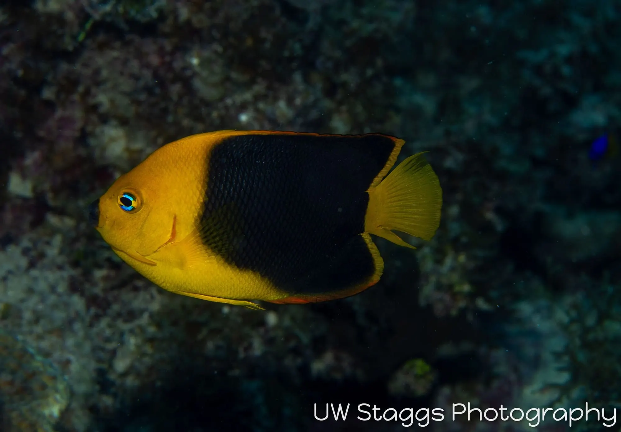Reef Scene — Gardens of the Queen, Cuba