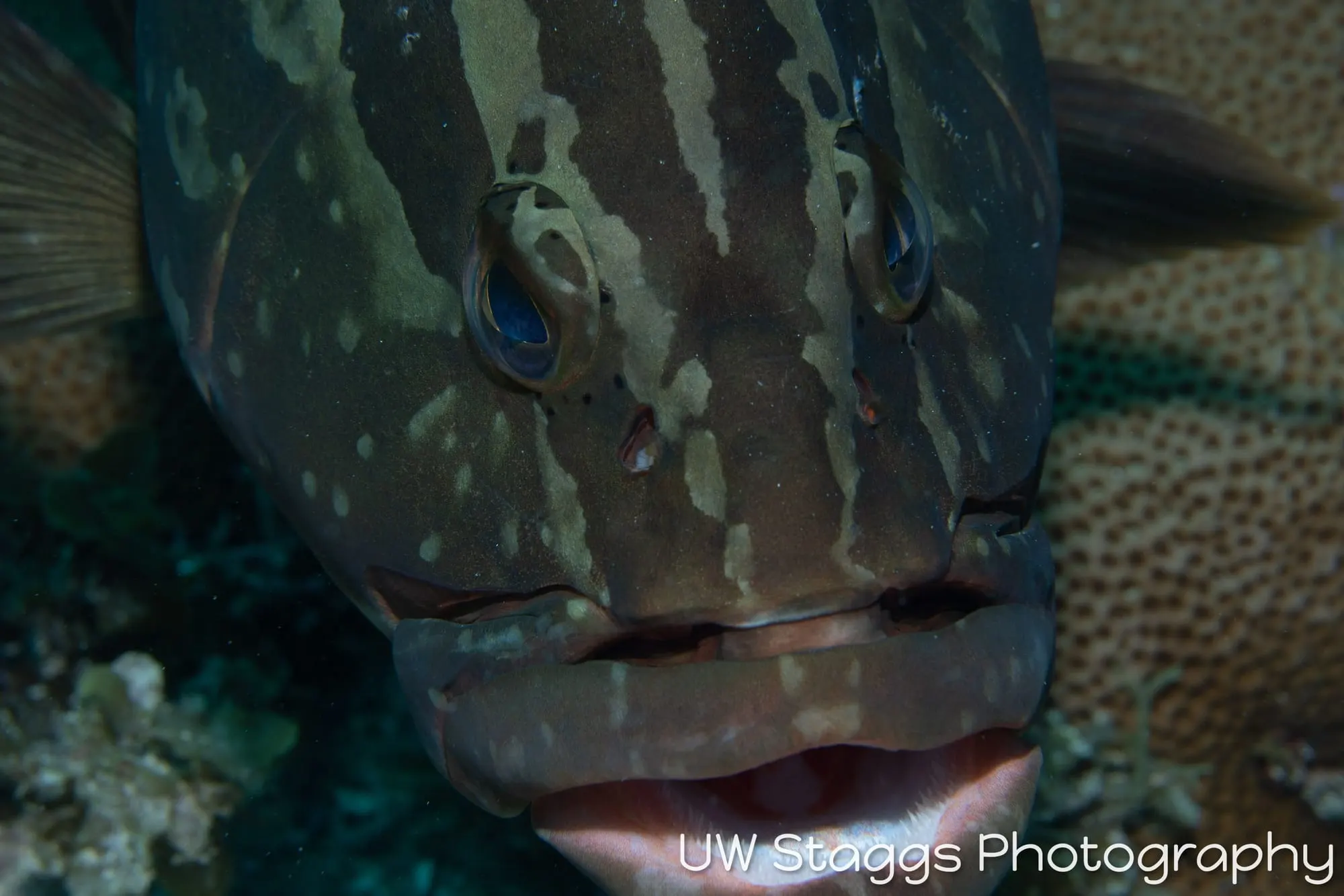 Reef Scene — Gardens of the Queen, Cuba