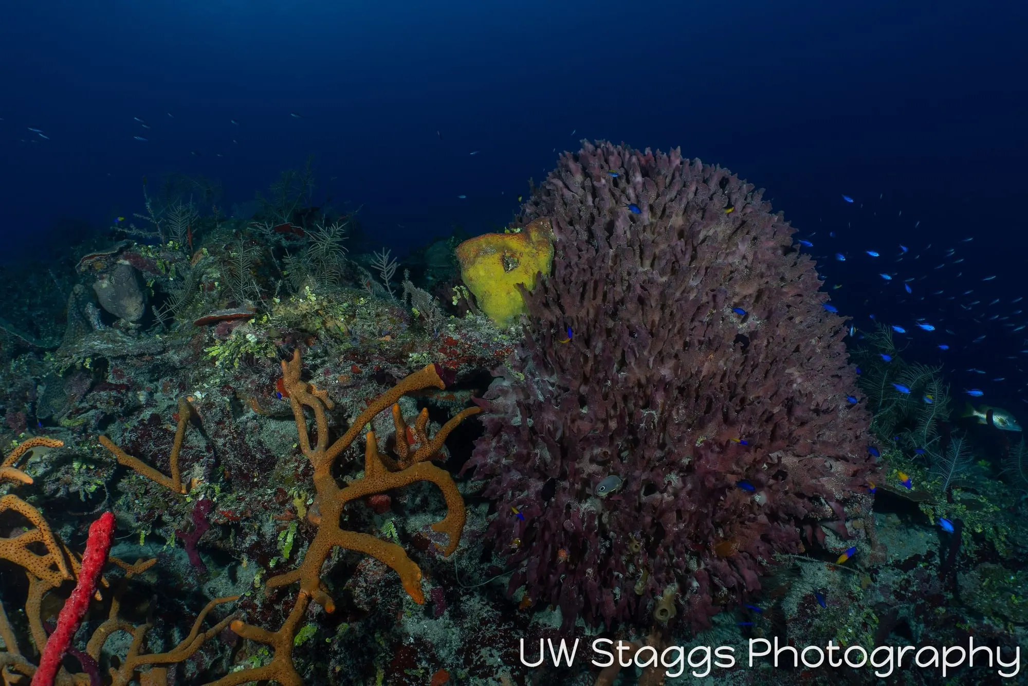 Reef Scene — Gardens of the Queen, Cuba