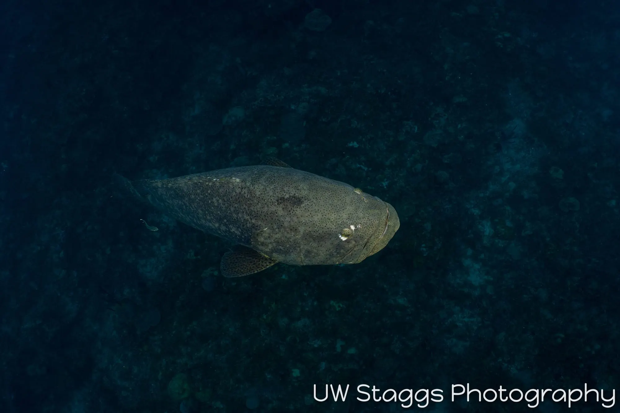 Reef Scene — Gardens of the Queen, Cuba