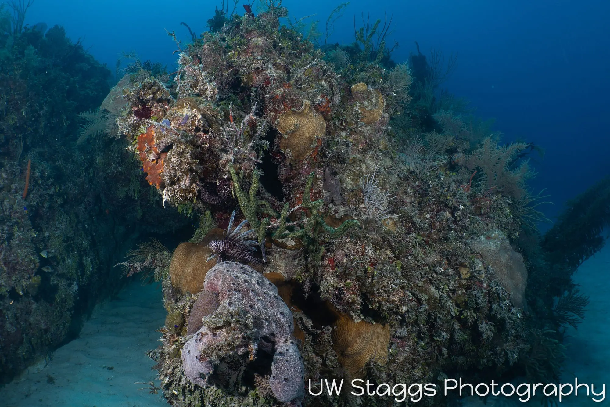 Reef Scene — Gardens of the Queen, Cuba