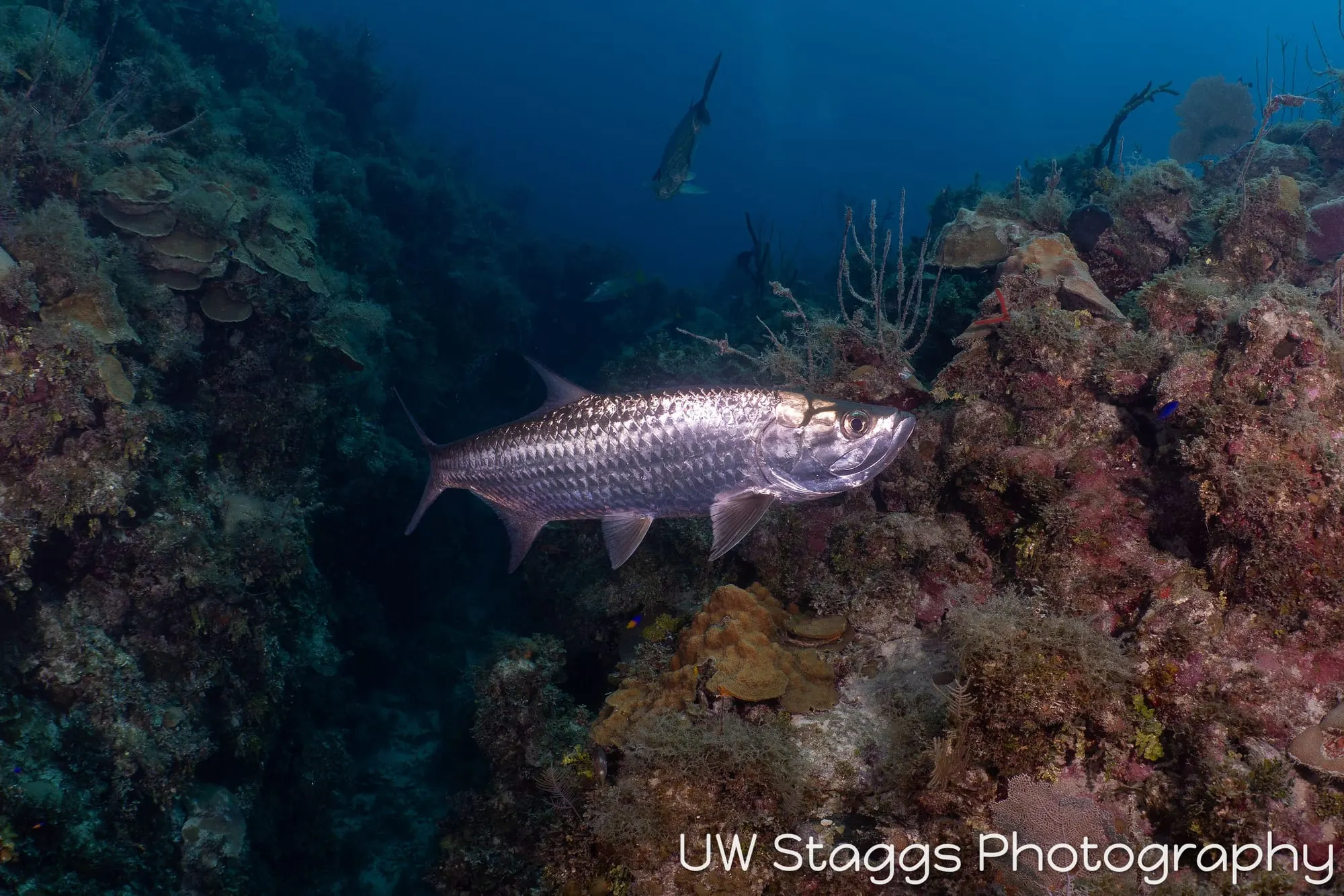 Reef Scene — Gardens of the Queen, Cuba