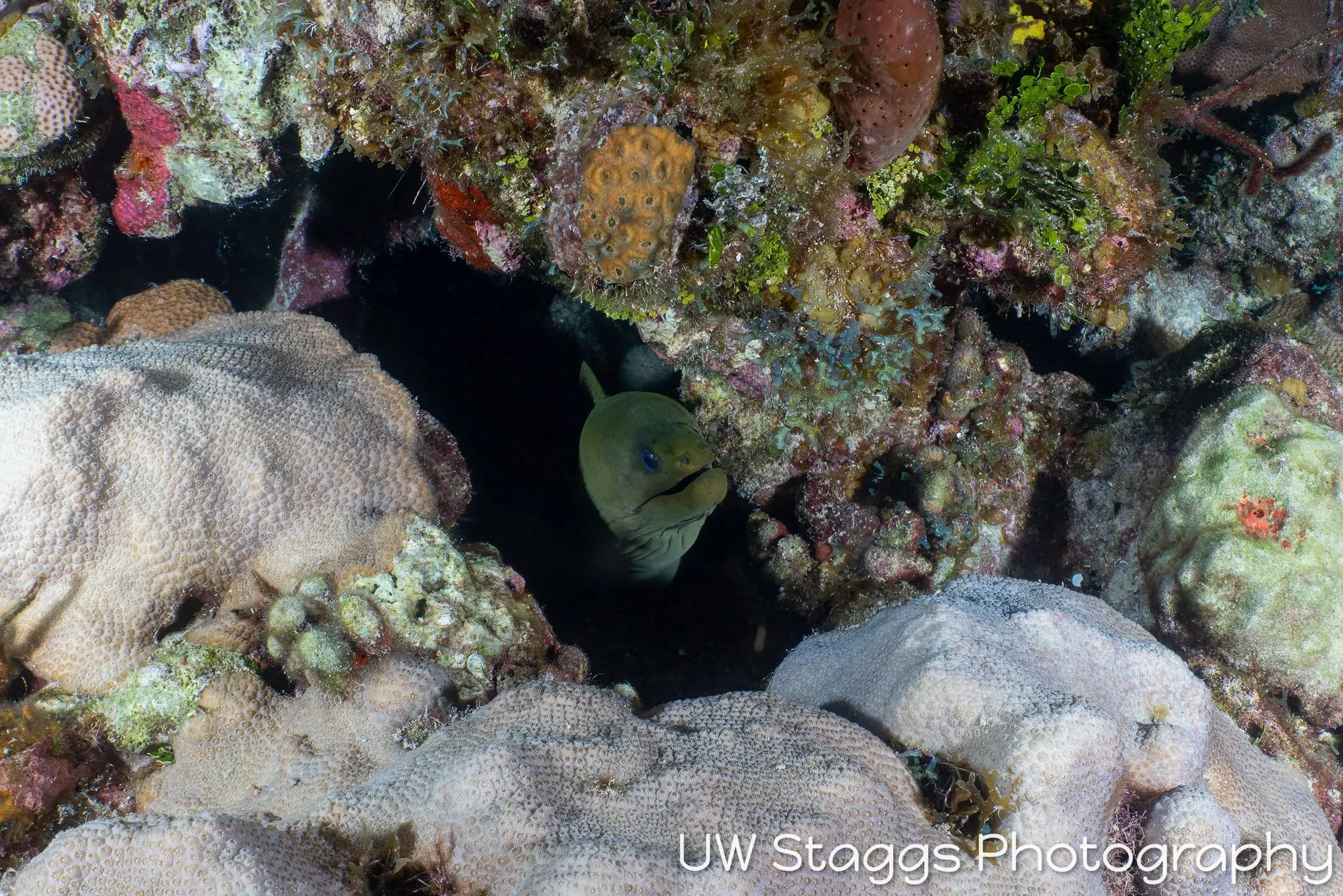 Reef Scene — Gardens of the Queen, Cuba
