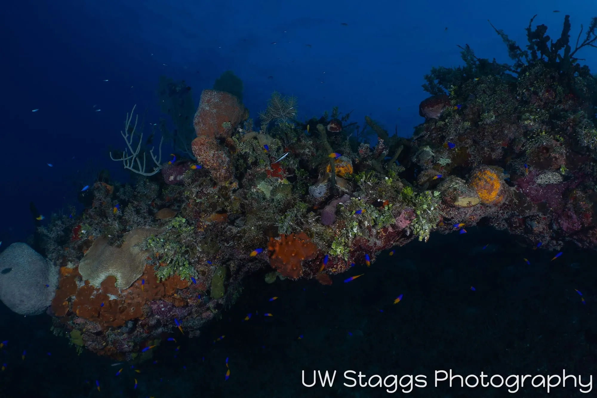 Reef Scene — Gardens of the Queen, Cuba