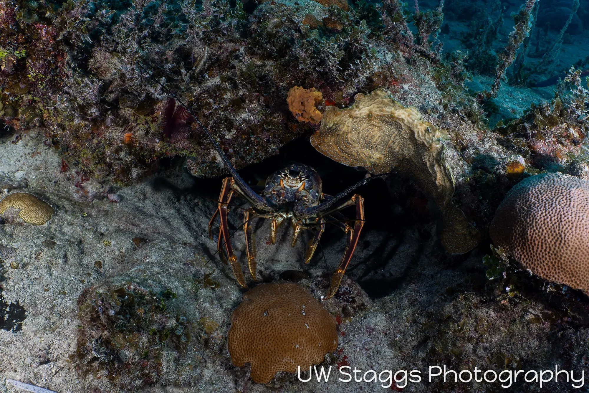 Reef Scene — Gardens of the Queen, Cuba