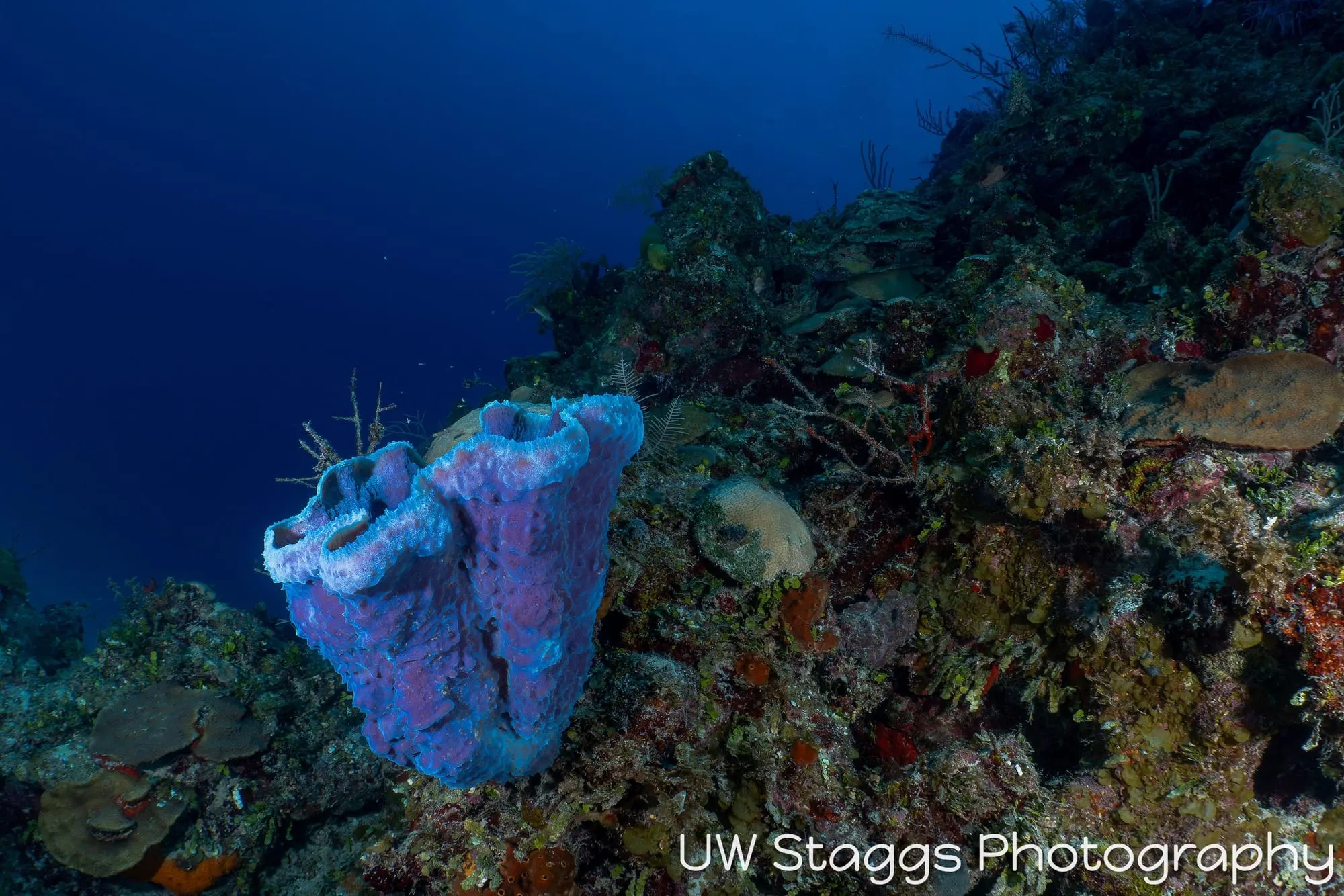 Reef Scene — Gardens of the Queen, Cuba