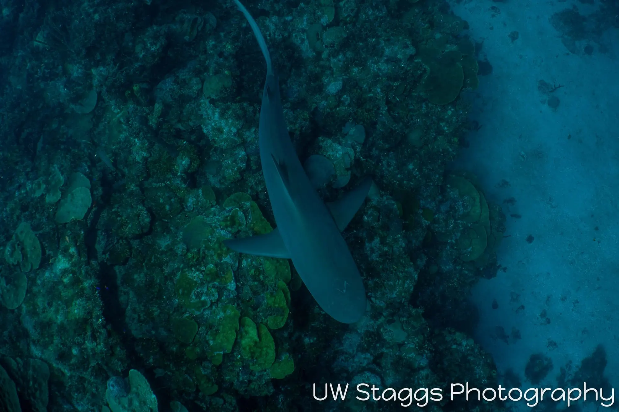 Reef Scene — Gardens of the Queen, Cuba