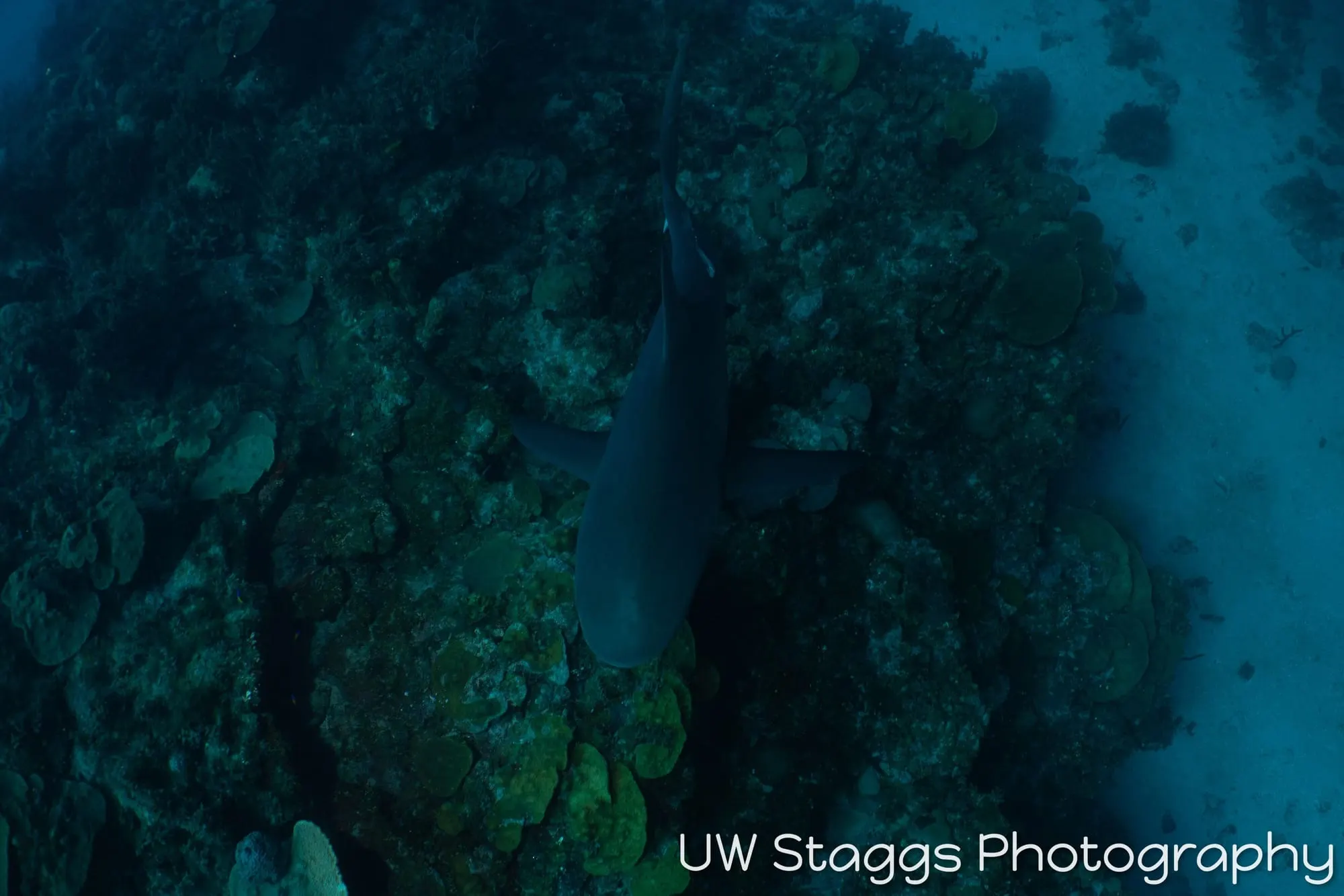 Reef Scene — Gardens of the Queen, Cuba