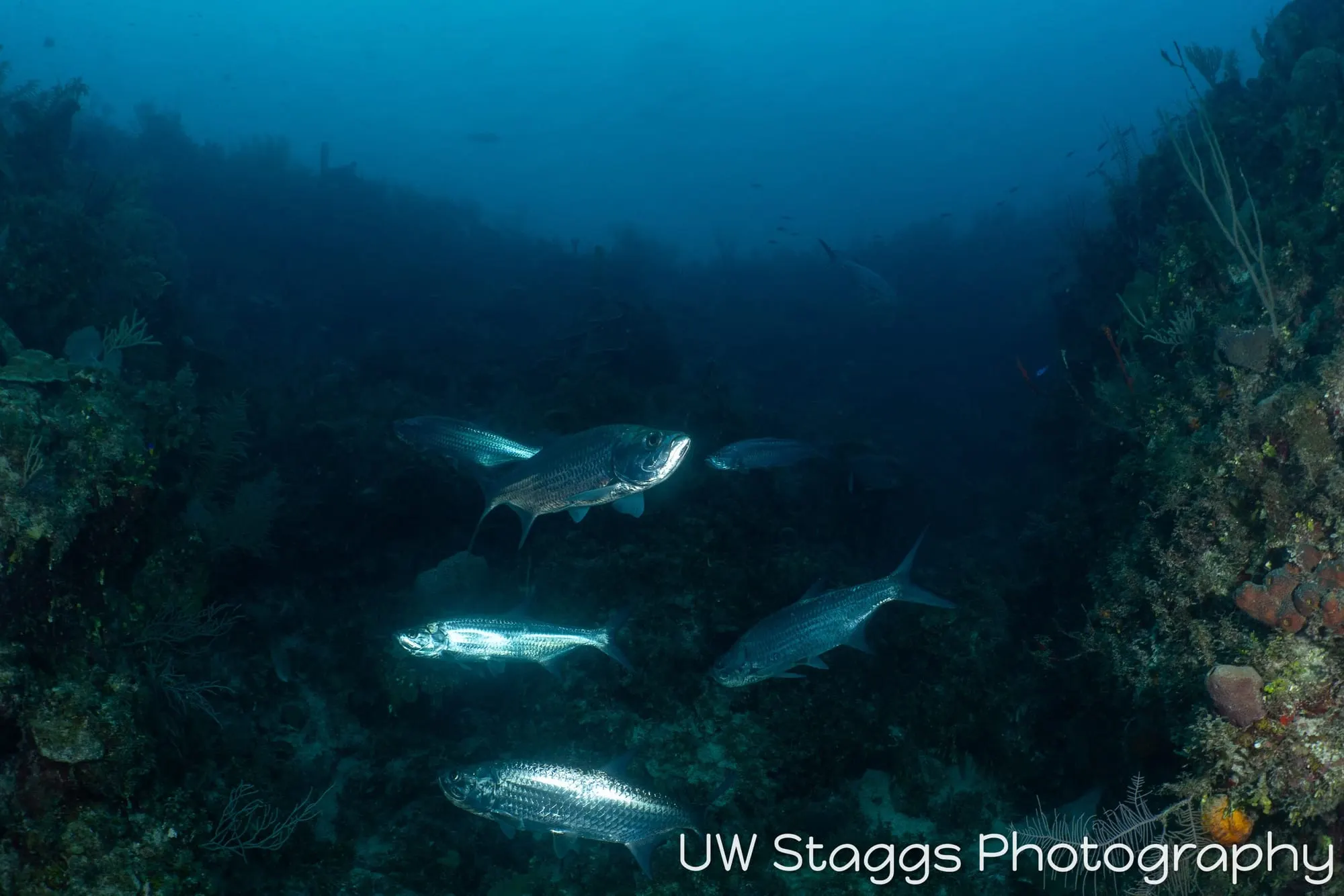 Reef Scene — Gardens of the Queen, Cuba