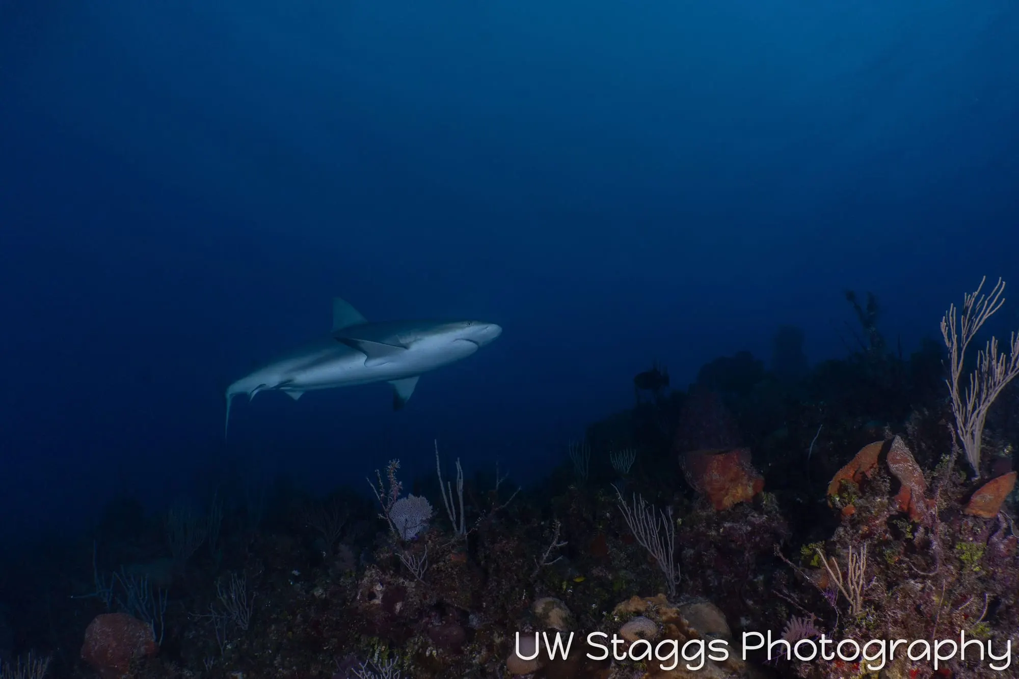 Reef Scene — Gardens of the Queen, Cuba