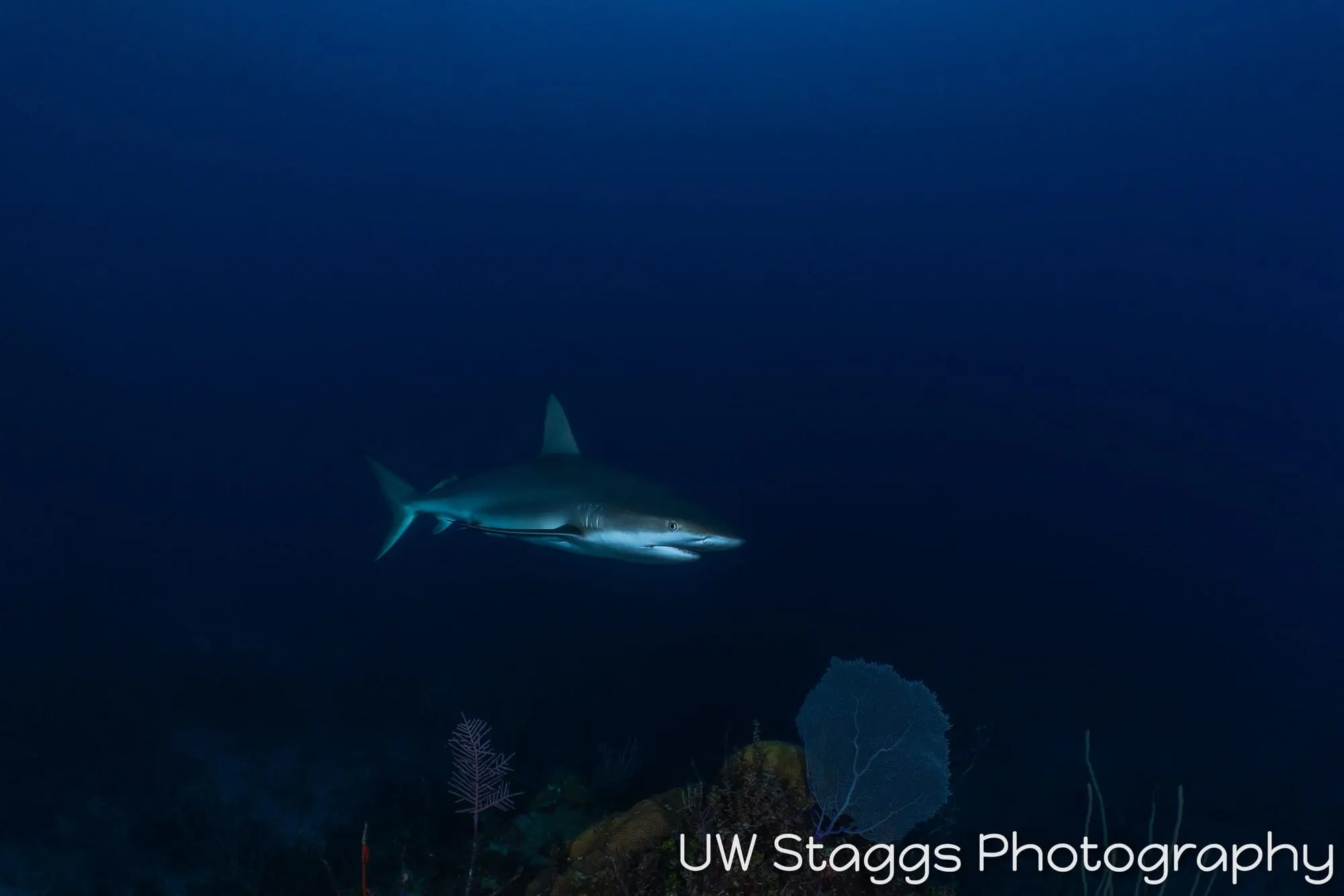 Reef Scene — Gardens of the Queen, Cuba