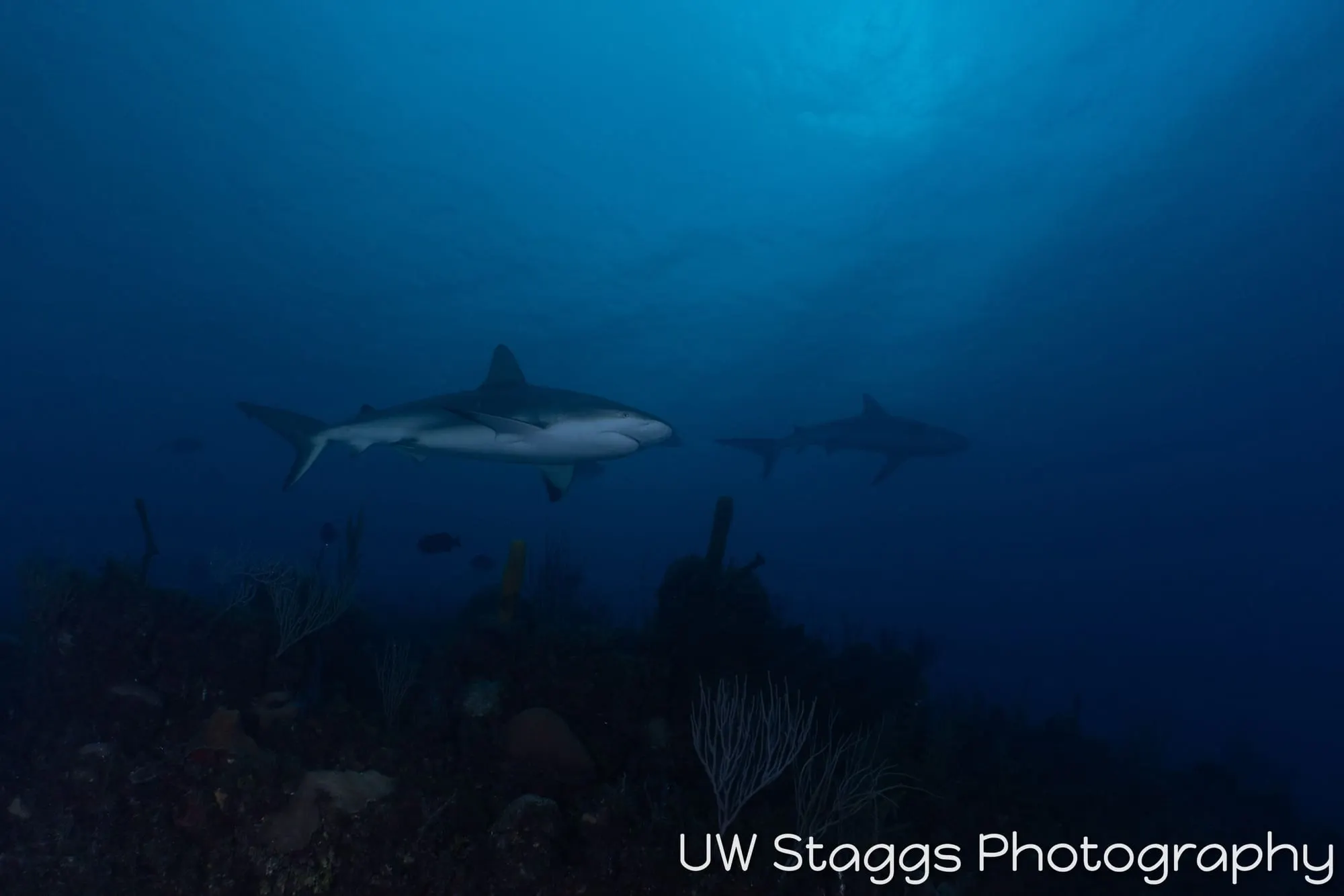 Reef Scene — Gardens of the Queen, Cuba