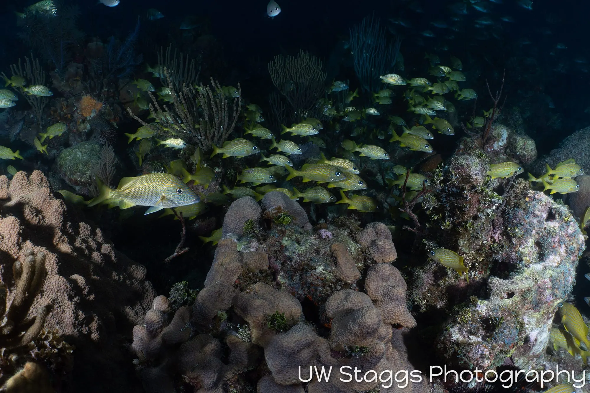 Reef Scene — Gardens of the Queen, Cuba