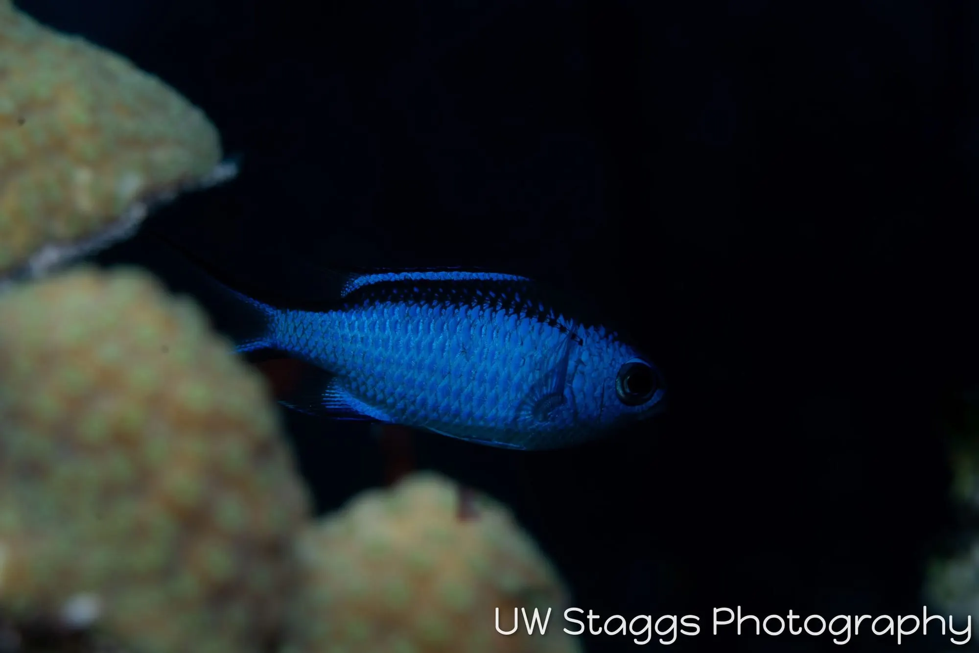 Reef Scene — Gardens of the Queen, Cuba