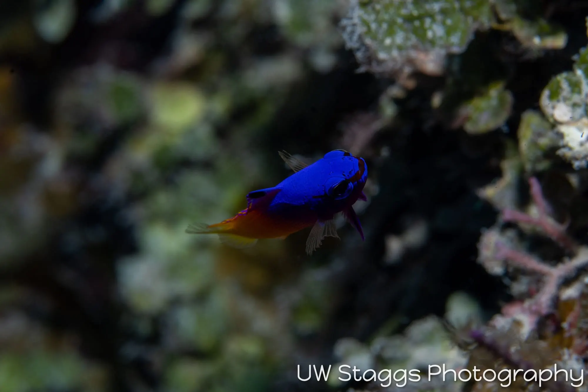 Reef Scene — Gardens of the Queen, Cuba
