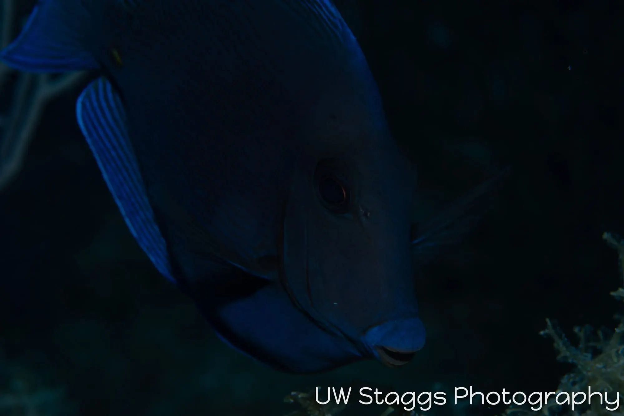 Reef Scene — Gardens of the Queen, Cuba