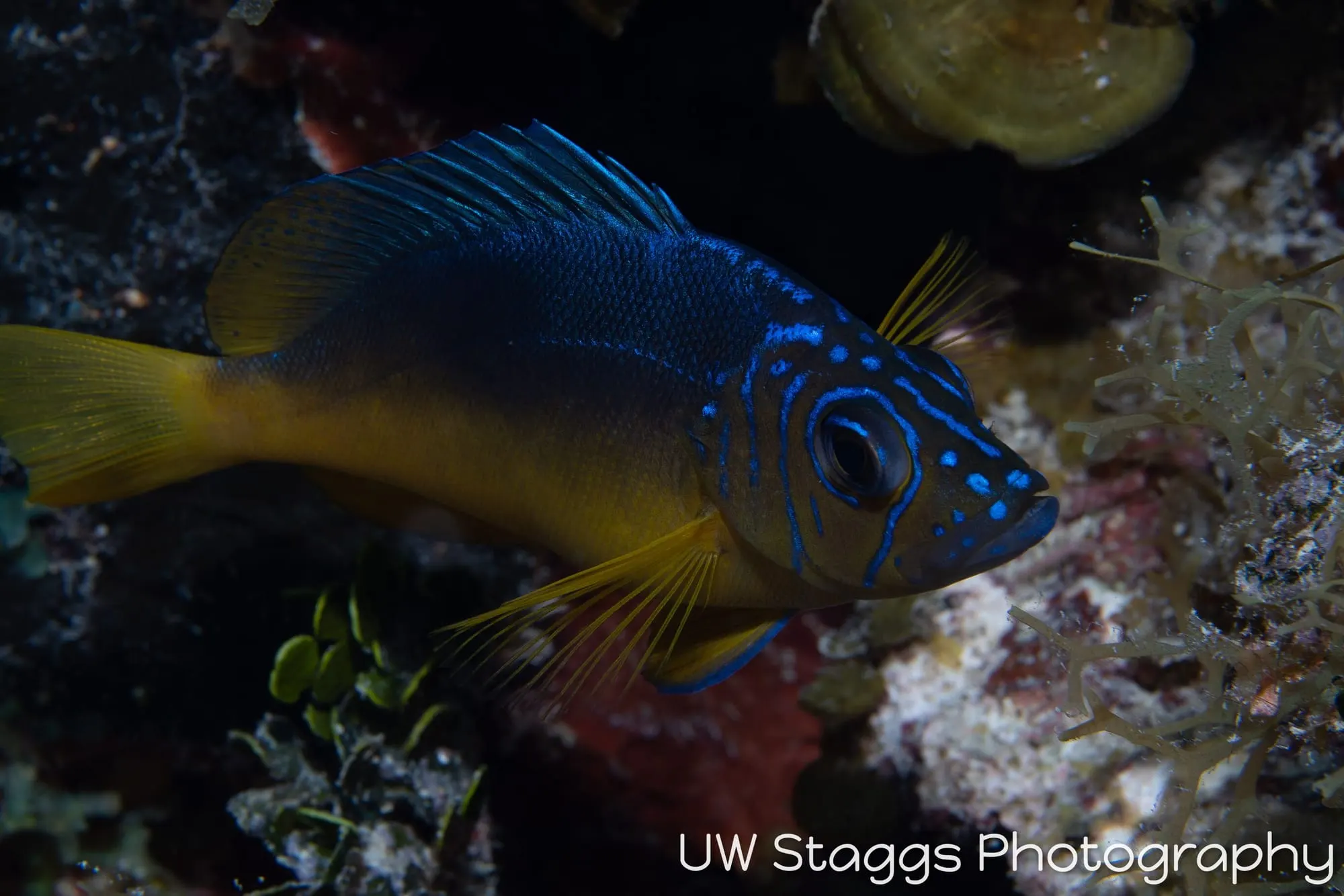 Reef Scene — Gardens of the Queen, Cuba