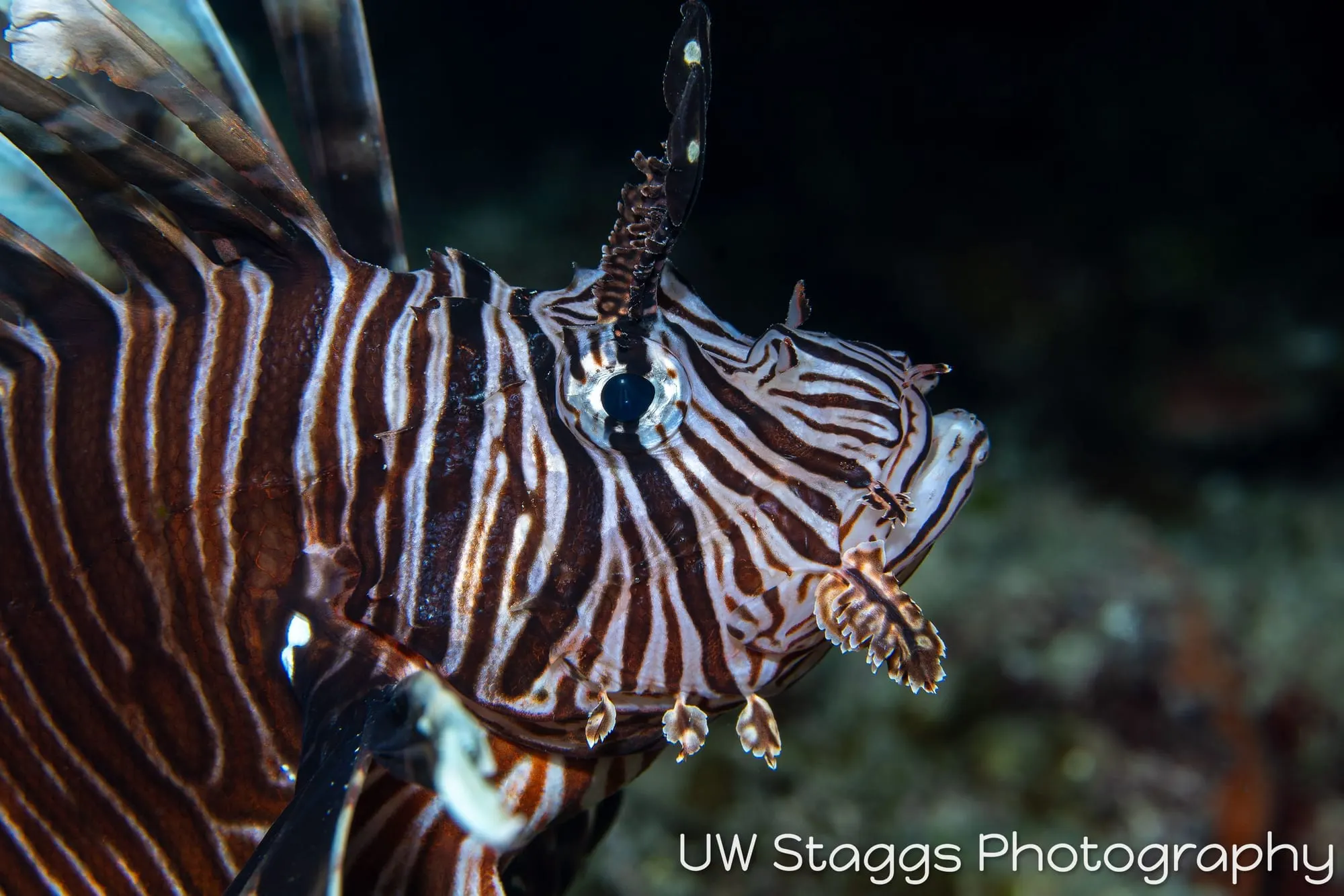 Reef Scene — Gardens of the Queen, Cuba
